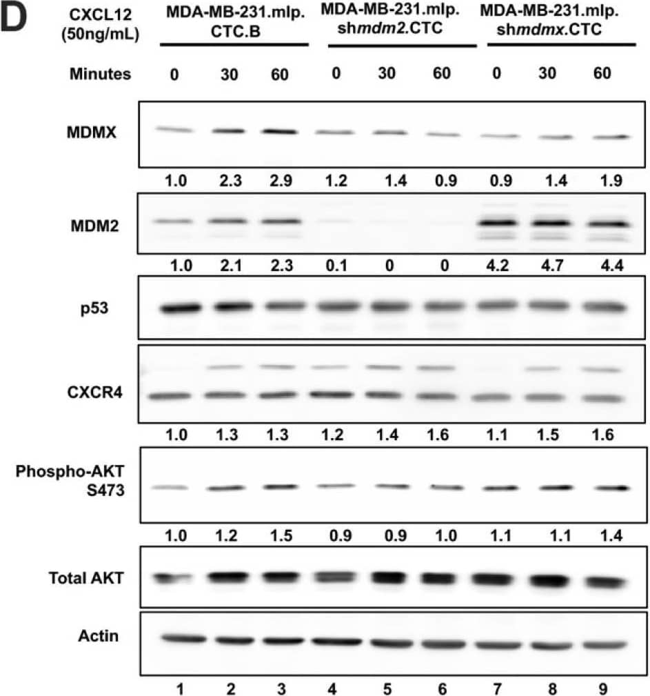 MDA-MB-231.mlp.CTC lines compared to MDA-MB-231.shmdm2.CTC and MDA-MB-231.shmdmx.CTC maintain increased migratory compacity but have reduced response to CXCL12. (A) Immunoblot of whole cell lysates from MDA-MB-231.mlp, MDA-MB-231.shmdm2, and MDA-MB-231.shmdmx (lanes 1–3) and MDA-MB-231.mlp.CTC A and B (lanes 4 and 5), MDA-MB-231.shmdm2.CTC (lane 6), and MDA-MB-231.shmdmx.CTC (lane 7) cell lines probed for MDMX (top) and MDM2 (middle). The loading control was actin (bottom) (B) Representative images of MDA-MB-231-derived CTC lines in wound healing assay. Black lines denote the borders of the scratch made. (C) Graph of % wound closure at 12 h time point. Error bars represent SD. *** p < 0.001, NS = nonsignificant. The p value was calculated using two-tailed unpaired t tests on Prism software (D) Immunoblot of whole cell lysates from MDA-MB-231.mlp.CTC lines treated with CXCL12 at a final concentration of 50 ng/mL for 30 and 60 min. (E) MDMX and MDM2 protein expression was compared using ImageJ quantitation relative to actin, respectively, as a loading control. Image collected and cropped by CiteAb from the following open publication (//pubmed.ncbi.nlm.nih.gov/39766093), licensed under a CC-BY license. Not internally tested by R&D Systems.