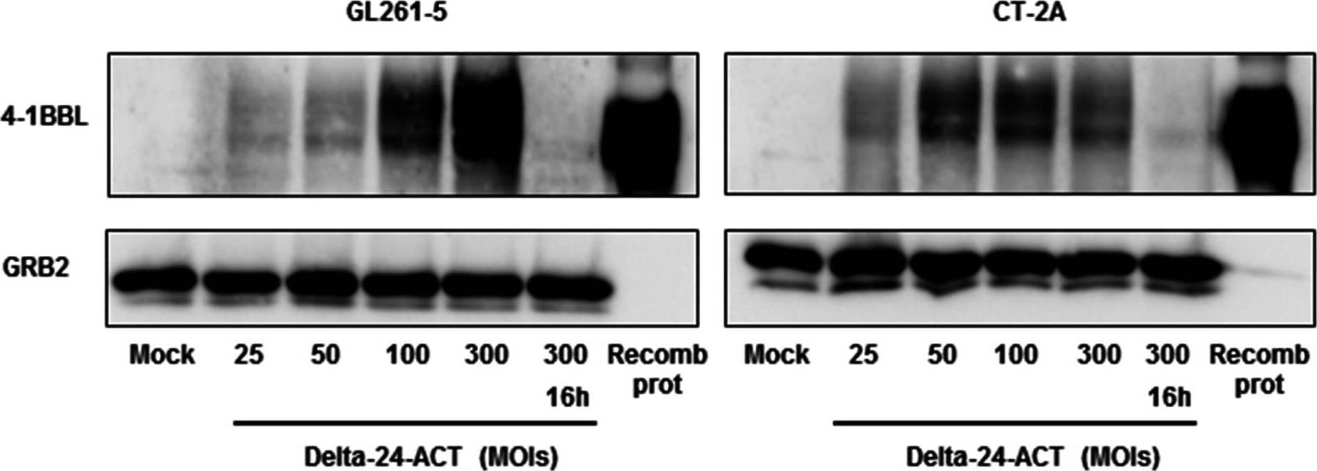 Western Blot 4-1BB Ligand/TNFSF9 Antibody [Unconjugated]