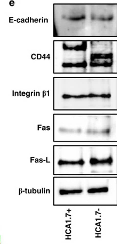 Different effects of cell release by trypsin and NECDS on subsequent initiation of anoikis and on antibody accessibility to the cell surface anoikis-initiating molecules in MUC1-positive and -negative cells. (a) HCA1.7+/− cells were released by NECDS or trypsin and cultured in suspension for 24 h before the cell-associated caspase-3/-7 activities were assessed. The data are presented as mean±S.E.M. of triplicate determinations of two independent experiments. (b–d) Representative flow cytometry plots show antibody access to cell surface MUC1 (b), E-cadherin, Integrin beta 1, CD44 (c, d) and recombinant Fas-L access to cell surface Fas (f) in HCA1.7+/− cells released by trypsin or NECDS. Note, an additional integrin beta 1 peak (arrowed) is seen in HCA1.7− cells released by NECDS in comparison to those released by trypsin. (e) Immunoblotting of cell lysates shows total cellular expression of CD44, E-cadherin, integrin beta 1, Fas, Fas-L and tubulin in HCA1.7+/− cells Image collected and cropped by CiteAb from the following open publication (//pubmed.ncbi.nlm.nih.gov/25275599), licensed under a CC-BY license. Not internally tested by R&D Systems.