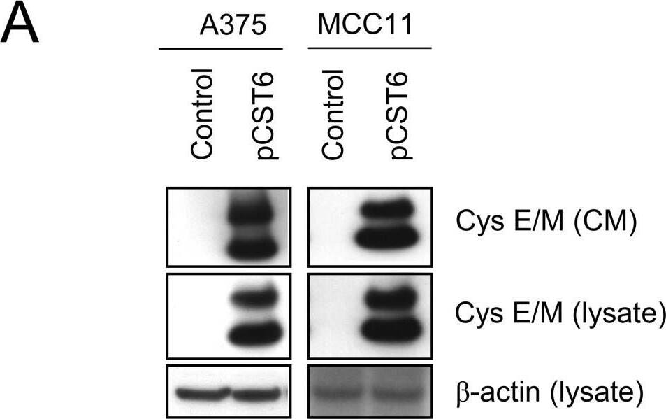 Cystatin E/M over-expression in melanoma cells suppressed legumain activity: A375 and MCC11 cells were transfected with pCST6 (closed bars) or empty pTracer vector (control; open bars), media were changed the following day, and serum-free conditioned media and cell lysates were collected 24 h later. (A) Immunoblots of cystatin E/M in conditioned media (CM) and lysates. Secreted proteins were TCA-precipitated prior to SDS-PAGE and immunoblotting. The filters were stained with a cystatin E/M-specific (upper and middle panels) or a  beta -actin specific (lower panel; loading control) antibody, respectively. (B) Inhibitory activity against legumain was measured in the conditioned media as residual legumain activity using fluorometry, a fixed amount of partially purified legumain from rat kidney and the substrate Z-Ala-Ala-Asn-NHMec (A375, p < 0.0001; MCC11, p = 0.002). (C) Activity of legumain in cell lysates measured by cleavage of Z-Ala-Ala-Asn-NHMec (A375, p < 0.0001; MCC11, p = 0.0012). Error bars represent the standard error of the mean (SEM). Image collected and cropped by CiteAb from the following open publication (//pubmed.ncbi.nlm.nih.gov/20074384), licensed under a CC-BY license. Not internally tested by R&D Systems.