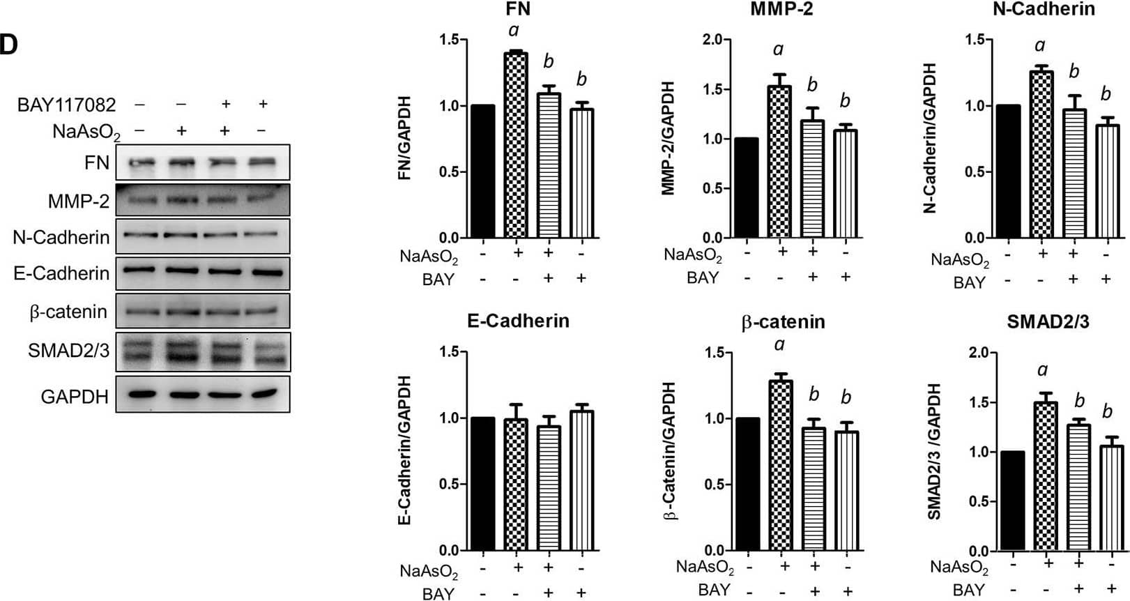 The effects of montelukast on NF-kappa B activation and of the inhibition of NF-kappa B on mediated arsenic-induced EMT of NHBE cells. (A) Arsenic induced the phosphorylation of AKT and p65. Cells were treated with 1 µM NaAsO2 for different time intervals, and the cells were harvested and subjected to western blot analysis using a phospho-antibody. (B) NAC treatment inhibited arsenic-induced phospho-p65. Cells were pretreated with NAC for 2 h, and then NaAsO2 was added for another 3 h. The expression of phospho-p65 was determined with a phospho-Ser536-p65 antibody. GAPDH served as the internal control. (C) Treatment with an NF-kappa B inhibitor reduced arsenic-induced cell migration. Cells were pretreated with 2 µM BAY117082 for 2 h and then treated with 1 µM NaAsO2 for another 24 h. A wound was made with a 200-µl tip, and the wound coverage was analyzed by comparing the cell-occupied area at 0 h versus that 6 h after the wound was made. The representative image (left panel) and the quantitative results (right panel) are shown. a: p < 0.05 compared with the vehicle control group. b: p < 0.05 compared with the NaAsO2 group. (D) Treatment with an NF-kappa B inhibitor reduced arsenic-induced mesenchymal marker expression. Cells were pretreated with 2 µM BAY117082 for 2 h, and then 1 µM NaAsO2 was added for another 24 h. The cells were harvested for protein expression analysis by western blotting. (E) Montelukast inhibited arsenic-induced phospho-p65 expression. Cells were pretreated with montelukast for 2 h, and then arsenic was added for another 3 h. The cells were harvested for protein expression analysis by western blotting. GAPDH served as the internal control. Image collected and cropped by CiteAb from the following open publication (//pubmed.ncbi.nlm.nih.gov/35517780), licensed under a CC-BY license. Not internally tested by R&D Systems.