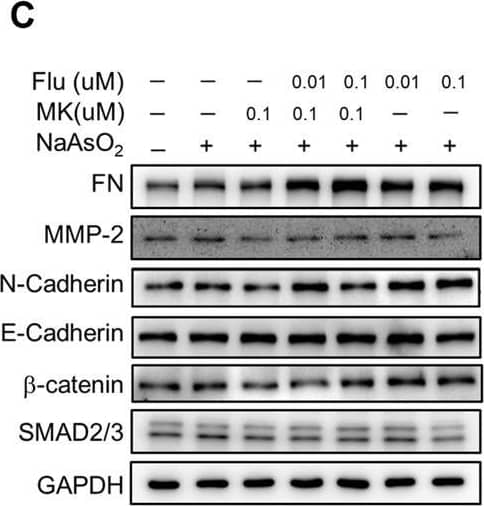 Effect of the combination of montelukast and fluticasone on NaAsO2-induced cell migration of NHBE cells. Cells were pretreated with medications for 2 h and then arsenic was added. (A,B) After 24 h of incubation, the cells were trypsinized, plated onto the inner side of the Transwell chamber and incubated for 36 h. The migrated cells were analyzed by the ratio of the bottom/total of the cell occupied area. Representative images (left panel) and the quantitative results are shown (right panel). (C–I) After 24 of incubation, the protein lysates were extracted and applied to western blot analysis. The representative image was shown in (C), and the quantitative results were shown, respectively (D–I). a: p < 0.05 compared with the vehicle control group. b: p < 0.05 compared with the NaAsO2 group. c: p < 0.05 compared with the montelukast plus NaAsO2 group. Image collected and cropped by CiteAb from the following open publication (//pubmed.ncbi.nlm.nih.gov/35517780), licensed under a CC-BY license. Not internally tested by R&D Systems.