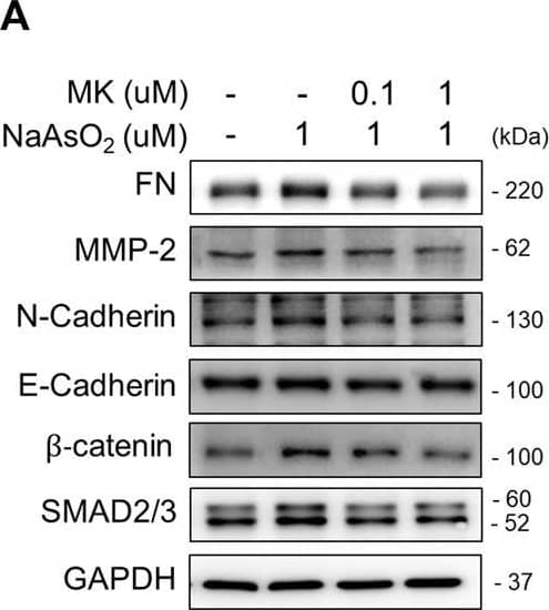 The effect of montelukast on arsenic-induced EMT marker expression in NHBE cells. Cells were pretreated with montelukast for 2 h, followed by combined treatment with 1 µM NaAsO2. After 24 h of treatment, the cells were harvested for protein expression analysis by western blotting. (A) Representative western blot images. (B–G) The quantitative results of protein expression changes are shown in (C–G). a: p < 0.05 compared with the vehicle control group. b: p < 0.05 compared with the NaAsO2 group. (H) The cell morphology changes. NHBE cells were pretreated with 0.1 or 1 µM montelukast respectively for 2 h and followed by sodium arsenite for another 48 h. The cell morphology was analyzed by radius-ratio methods. a: p < 0.05 compared with the vehicle control group. b: p < 0.05 compared with the NaAsO2 group. Image collected and cropped by CiteAb from the following open publication (//pubmed.ncbi.nlm.nih.gov/35517780), licensed under a CC-BY license. Not internally tested by R&D Systems.