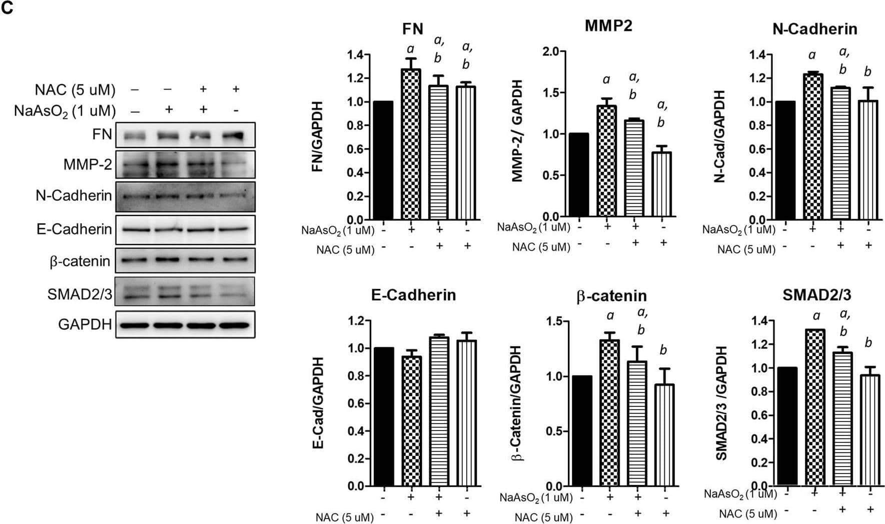 The effects of montelukast on ROS generation and of the inhibition of ROS generation on arsenic-induced EMT of NHBE cells. (A) Cells seeded in 96-well plates were pretreated with montelukast at 0.1 and 1 µM for 2 h, and then 1 µM NaAsO2 was applied for combination treatment. After 3 h of treatment, the cells were stained with 10 µM DCFH-DA for 30 min. After washing out the residue dye, the fluorescent signal was measured immediately. The quantitative results (left panel) and representative images (right panel) are shown. a: p < 0.05 compared with the vehicle control group. b: p < 0.05 compared with the NaAsO2 group. (B) Cells were pretreated with NAC for 2 h, and then 1 µM NaAsO2 for another 24 h. A wound was made with a 200-µl tip, and the wound coverage was analyzed 6 h after the wound was made. a: p < 0.05 compared with the vehicle control group. b: p < 0.05 compared with the NaAsO2 group. (C) Cells were pretreated with NAC for 2 h, and then 1 µM NaAsO2 was added for another 24 h. The cells were harvested for protein expression analysis by western blotting. a: p < 0.05 compared with the vehicle control group. b: p < 0.05 compared with the NaAsO2 group. Image collected and cropped by CiteAb from the following open publication (//pubmed.ncbi.nlm.nih.gov/35517780), licensed under a CC-BY license. Not internally tested by R&D Systems.