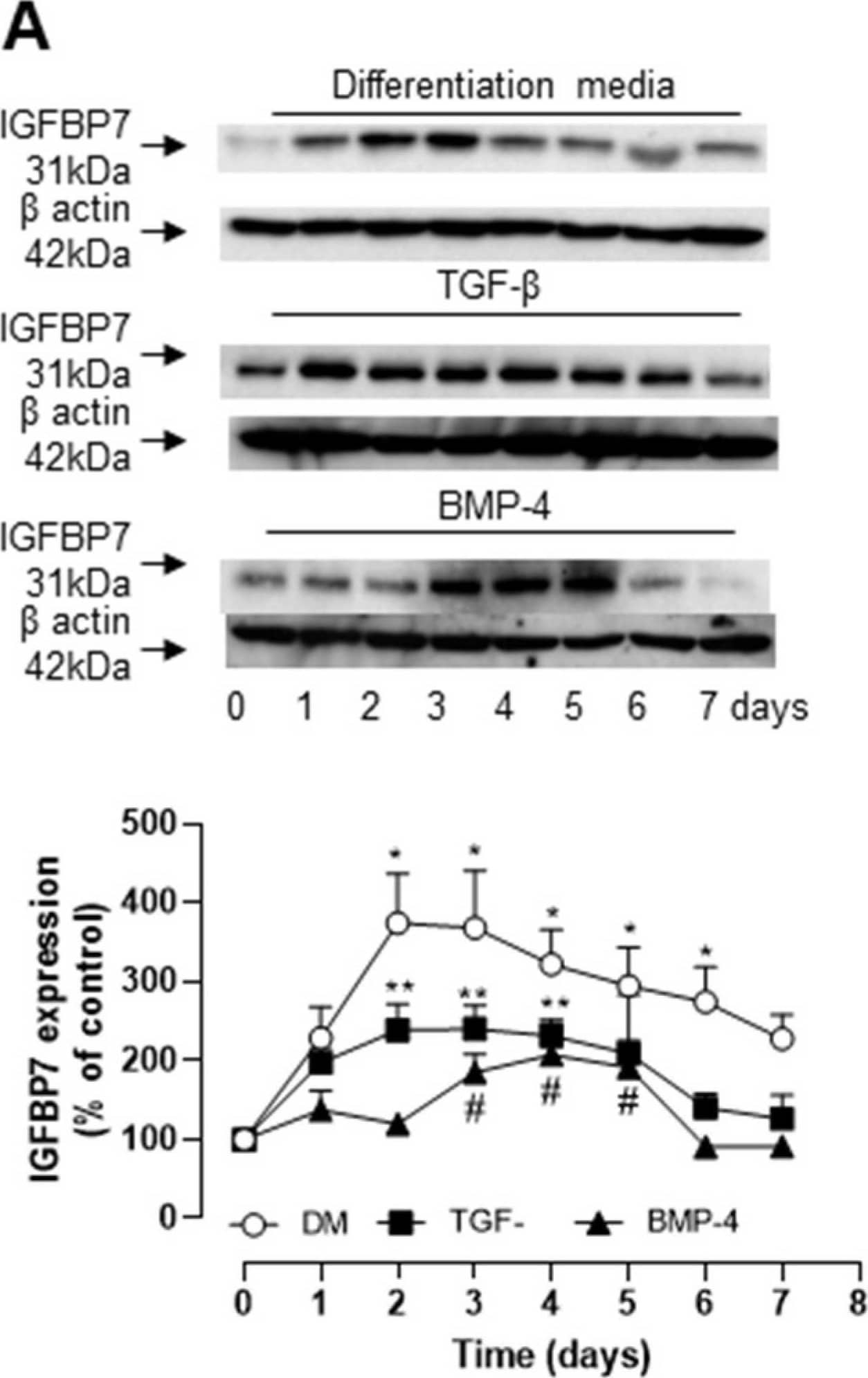 Western Blot IGFBP-rp1/IGFBP-7 Antibody [Unconjugated]