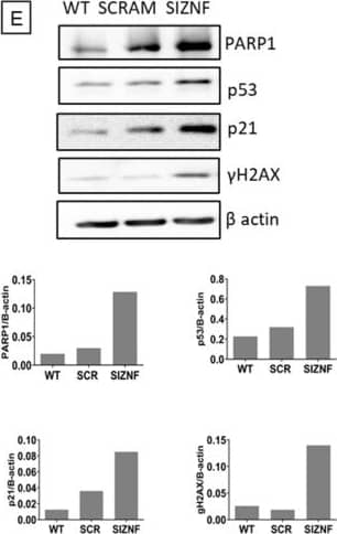 Normal human lung fibroblasts and A549 cells acquire a senescent phenotype after ZNF365 silencing. Senescence-associated  beta  galactosidase activity (SA-beta  Gal) staining photomicrograph of normal human lung fibroblasts (A) and A549 epithelial cells (C) transfected with scrambled control sequences “SCRAM” or with specific siRNA sequences for ZNF365 “siZNF” (Scale bar 100 μm). (B,D), Percentage of positive SA-beta  Gal staining. Western blot analysis of senescent markers in ZNF365 silenced normal human lung fibroblasts (E) and A549 cells (F);  beta  actin was used as the internal loading control. Densitometric analyses are shown. (B,D) graphics represent the mean ± SD of one experiment with two technical replicates and ten random bright microscopic fields counted for each replicate. *** p < 0.001 by a two-tailed Student’s t-test with Welch’s correction. Image collected and cropped by CiteAb from the following open publication (//pubmed.ncbi.nlm.nih.gov/36139424), licensed under a CC-BY license. Not internally tested by R&D Systems.