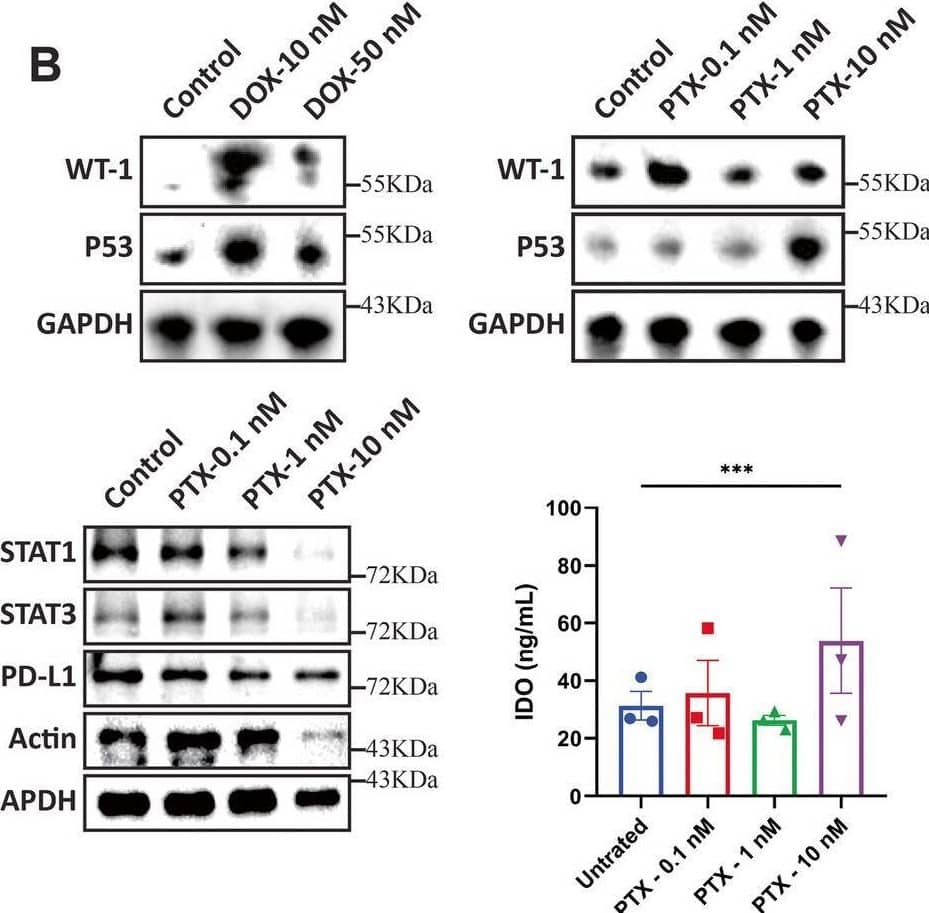 Chemotherapeutic drugs DOX and PTX increase WT1 levels in CAFs and enhance their ability to inhibit T cell proliferation. A Schematic overview of drug treatment, co-culture of CAFs and PBMCs followed by T cell proliferation assay. B Protein expression of WT1 and p53 in CAFs following DOX and PTX treatment was determined by Western blotting. GAPDH was used as a loading control. C Protein levels of STAT1, STAT3, PD-L1 levels. IDO release from DOX and PTX treated CAFs was determined by ELISA. D DOX treated CAFs were co-cultured with PBMCs and CFSE-labelled CD4+ and CD8+ T cell proliferation was determined by flow cytometry (E) PTX treated CAFs were co-cultured with PBMCs and CFSE-labelled CD4+ and CD8.+ T cell proliferation was determined by flow cytometry. Representative experiment is shown of n = 3 biological replicates. Data are mean ± SEM; * P < 0.05, ** P < 0.01, *** P < 0.001, and **** P < 0.0001 Image collected and cropped by CiteAb from the following open publication (//pubmed.ncbi.nlm.nih.gov/40598415), licensed under a CC-BY license. Not internally tested by R&D Systems.