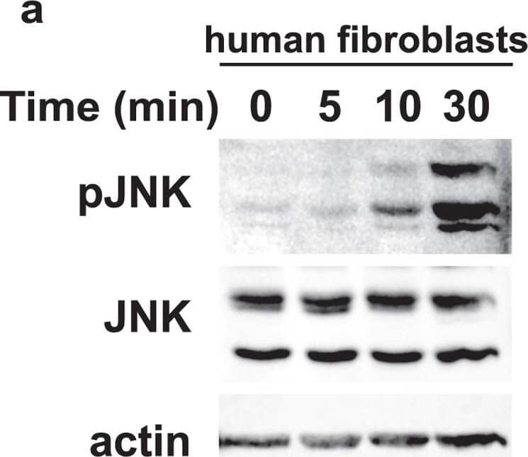 Time course of JNK activation by combined UVR and thermal stresses in human fibroblasts and coral.Immunoblot revealing activated (pJNK) and total JNK (JNK) in (a) human fibroblasts or (b) S. pistillata nubbins exposed to UVR and temperature rise for the indicated times. (a) Total JNK and actin served as loading controls for human fibroblasts. (b) Total JNK and amido black staining (a,b) served as loading controls for S. pistillata. Data are representative of three independent experiments. Image collected and cropped by CiteAb from the following open publication (//pubmed.ncbi.nlm.nih.gov/28374828), licensed under a CC-BY license. Not internally tested by R&D Systems.