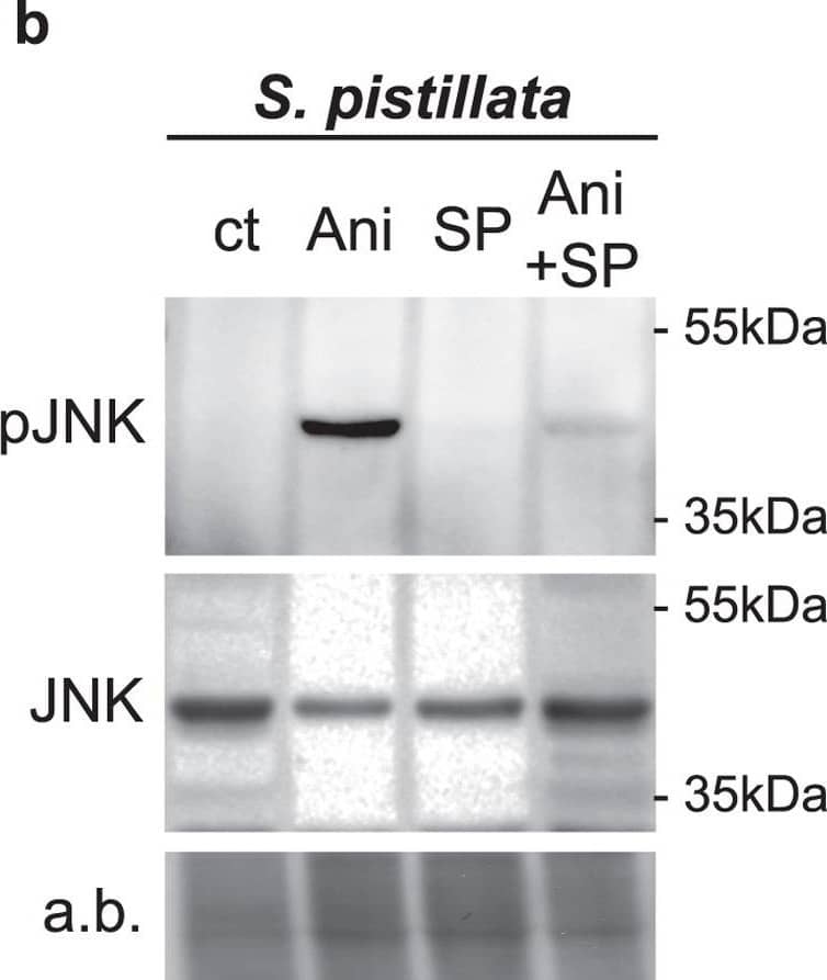 Detection of JNK activation in human fibroblasts and corals.Immunoblot revealing activated (pJNK) and total forms of JNK (JNK) present in (a) human fibroblasts and (b) S. pistillata nubbins incubated in the absence (control; ct) or presence of SP600125 (SP), anisomycin (Ani), or combination of both (Ani + SP). Molecular weight standards in kilodaltons (kDa) are indicated on the right side of the blots. (a) Total JNK and actin served as loading controls for human fibroblasts. (b) Total JNK and amido black staining (a,b) served as loading controls for S. pistillata. Data are representative of at least three independent experiments. Image collected and cropped by CiteAb from the following open publication (//pubmed.ncbi.nlm.nih.gov/28374828), licensed under a CC-BY license. Not internally tested by R&D Systems.