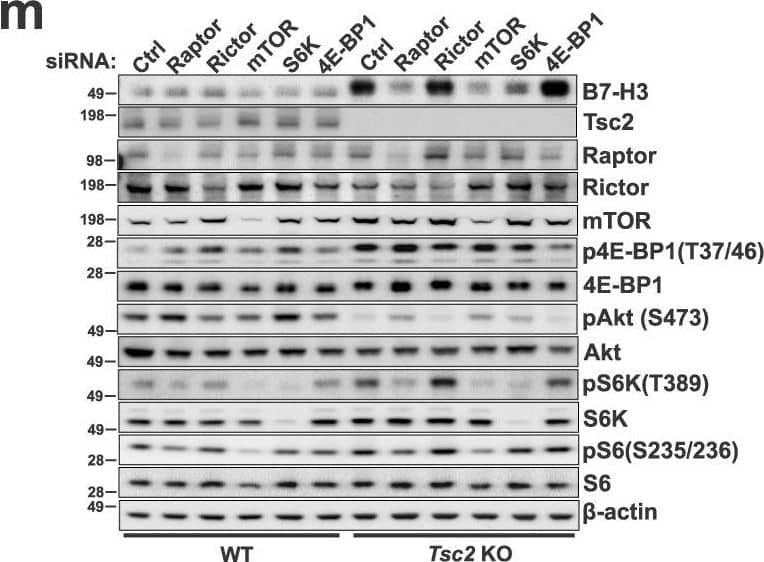B7-H3 expression is regulated by mTORC1.B7-H3 protein expression in Tsc2−/− 105K cells with stable reconstitution of TSC2 or empty vector (EV) (a), TSC2−/− 621-101 angiomyolipoma-derived cells with reconstitution of TSC2 or empty vector (EV) (b), and Tsc2-WT and Tsc2 KO MEFs (c). For all figure legends, n = 3 indicates representative of 3 biologic samples (n = 3). B7-H3 mRNA expression in Tsc2−/− 105K cells with stable reconstitution of TSC2 or empty vector (EV) (d), TSC2−/− 621-101 angiomyolipoma tumor cells with reconstitution of TSC2 or empty vector (EV) (e), Tsc2-WT and Tsc2 KO MEFs (f). Means ± SD, two-tailed unpaired Student’s t-test (d, f) or one-way ANOVA with Dunnett’s multiple comparisons test (e), *p < 0.05, **p < 0.01. n = 3. B7-H3 protein expression in Tsc2−/− 105K cells (g), TSC2−/− 621-101 angiomyolipoma tumor cells (h), and Tsc2 KO MEFs (i) treated with 20 nM rapamycin (Rapa), 500 nM Torin 1 or vehicle for 24 hr (n = 3). B7-H3 mRNA expression in Tsc2−/− 105K cells (j), TSC2−/− 621-101 angiomyolipoma tumor cells (k), and Tsc2 KO MEFs (l) treated with 20 nM rapamycin (Rapa), 500 nM Torin 1, or vehicle for 24 hr. n = 3, means ± SD, one-way ANOVA with Dunnett’s multiple comparisons test, *p < 0.05, **p < 0.01, ***p < 0.001. m Immunoblotting analysis of Tsc2-WT and Tsc2 KO MEFs transfected with non-targeting control siRNA (Ctrl) or SMARTpool siRNAs targeting Raptor, Rictor, mTOR, S6K, or 4E-BP1 for 48 h hr (n = 3). n qRT-PCR analysis of Tsc2-WT and Tsc2 KO MEFs transfected with non-targeting control siRNA (Ctrl) or SMARTpool siRNAs targeting either Raptor, Rictor, mTOR, S6K, or 4E-BP1 for 48 hr. n = 3, means ± SD, two-way ANOVA with Dunnett’s multiple comparisons test, ***p < 0.001, ****p < 0.0001. Source data and exact p values are provided in the Source data file. Image collected and cropped by CiteAb from the following open publication (//pubmed.ncbi.nlm.nih.gov/36869048), licensed under a CC-BY license. Not internally tested by R&D Systems.