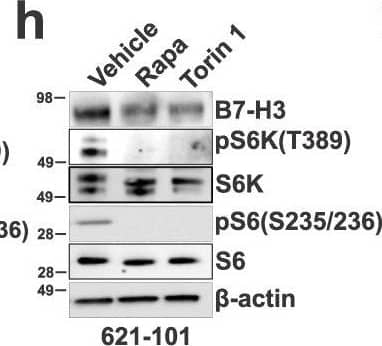 B7-H3 expression is regulated by mTORC1.B7-H3 protein expression in Tsc2−/− 105K cells with stable reconstitution of TSC2 or empty vector (EV) (a), TSC2−/− 621-101 angiomyolipoma-derived cells with reconstitution of TSC2 or empty vector (EV) (b), and Tsc2-WT and Tsc2 KO MEFs (c). For all figure legends, n = 3 indicates representative of 3 biologic samples (n = 3). B7-H3 mRNA expression in Tsc2−/− 105K cells with stable reconstitution of TSC2 or empty vector (EV) (d), TSC2−/− 621-101 angiomyolipoma tumor cells with reconstitution of TSC2 or empty vector (EV) (e), Tsc2-WT and Tsc2 KO MEFs (f). Means ± SD, two-tailed unpaired Student’s t-test (d, f) or one-way ANOVA with Dunnett’s multiple comparisons test (e), *p < 0.05, **p < 0.01. n = 3. B7-H3 protein expression in Tsc2−/− 105K cells (g), TSC2−/− 621-101 angiomyolipoma tumor cells (h), and Tsc2 KO MEFs (i) treated with 20 nM rapamycin (Rapa), 500 nM Torin 1 or vehicle for 24 hr (n = 3). B7-H3 mRNA expression in Tsc2−/− 105K cells (j), TSC2−/− 621-101 angiomyolipoma tumor cells (k), and Tsc2 KO MEFs (l) treated with 20 nM rapamycin (Rapa), 500 nM Torin 1, or vehicle for 24 hr. n = 3, means ± SD, one-way ANOVA with Dunnett’s multiple comparisons test, *p < 0.05, **p < 0.01, ***p < 0.001. m Immunoblotting analysis of Tsc2-WT and Tsc2 KO MEFs transfected with non-targeting control siRNA (Ctrl) or SMARTpool siRNAs targeting Raptor, Rictor, mTOR, S6K, or 4E-BP1 for 48 h hr (n = 3). n qRT-PCR analysis of Tsc2-WT and Tsc2 KO MEFs transfected with non-targeting control siRNA (Ctrl) or SMARTpool siRNAs targeting either Raptor, Rictor, mTOR, S6K, or 4E-BP1 for 48 hr. n = 3, means ± SD, two-way ANOVA with Dunnett’s multiple comparisons test, ***p < 0.001, ****p < 0.0001. Source data and exact p values are provided in the Source data file. Image collected and cropped by CiteAb from the following open publication (//pubmed.ncbi.nlm.nih.gov/36869048), licensed under a CC-BY license. Not internally tested by R&D Systems.