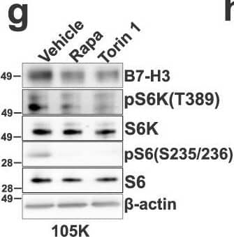 B7-H3 expression is regulated by mTORC1.B7-H3 protein expression in Tsc2−/− 105K cells with stable reconstitution of TSC2 or empty vector (EV) (a), TSC2−/− 621-101 angiomyolipoma-derived cells with reconstitution of TSC2 or empty vector (EV) (b), and Tsc2-WT and Tsc2 KO MEFs (c). For all figure legends, n = 3 indicates representative of 3 biologic samples (n = 3). B7-H3 mRNA expression in Tsc2−/− 105K cells with stable reconstitution of TSC2 or empty vector (EV) (d), TSC2−/− 621-101 angiomyolipoma tumor cells with reconstitution of TSC2 or empty vector (EV) (e), Tsc2-WT and Tsc2 KO MEFs (f). Means ± SD, two-tailed unpaired Student’s t-test (d, f) or one-way ANOVA with Dunnett’s multiple comparisons test (e), *p < 0.05, **p < 0.01. n = 3. B7-H3 protein expression in Tsc2−/− 105K cells (g), TSC2−/− 621-101 angiomyolipoma tumor cells (h), and Tsc2 KO MEFs (i) treated with 20 nM rapamycin (Rapa), 500 nM Torin 1 or vehicle for 24 hr (n = 3). B7-H3 mRNA expression in Tsc2−/− 105K cells (j), TSC2−/− 621-101 angiomyolipoma tumor cells (k), and Tsc2 KO MEFs (l) treated with 20 nM rapamycin (Rapa), 500 nM Torin 1, or vehicle for 24 hr. n = 3, means ± SD, one-way ANOVA with Dunnett’s multiple comparisons test, *p < 0.05, **p < 0.01, ***p < 0.001. m Immunoblotting analysis of Tsc2-WT and Tsc2 KO MEFs transfected with non-targeting control siRNA (Ctrl) or SMARTpool siRNAs targeting Raptor, Rictor, mTOR, S6K, or 4E-BP1 for 48 h hr (n = 3). n qRT-PCR analysis of Tsc2-WT and Tsc2 KO MEFs transfected with non-targeting control siRNA (Ctrl) or SMARTpool siRNAs targeting either Raptor, Rictor, mTOR, S6K, or 4E-BP1 for 48 hr. n = 3, means ± SD, two-way ANOVA with Dunnett’s multiple comparisons test, ***p < 0.001, ****p < 0.0001. Source data and exact p values are provided in the Source data file. Image collected and cropped by CiteAb from the following open publication (//pubmed.ncbi.nlm.nih.gov/36869048), licensed under a CC-BY license. Not internally tested by R&D Systems.