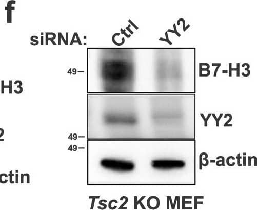 YY2 controls CD276 transcription in Tsc2-deficient cells. Enhanced Cd276 promoter activity in Tsc2−/− 105K cells expressing empty vector (EV) compared to reconstitution of TSC2 (a) and in Tsc2 KO MEFs compared to Tsc2-WT MEFs (b). Relative luciferase activity was determined by a dual-luciferase assay system. psiCHECK2-Cd276 encodes the Cd276 promoter. Empty psiCHECK2 vector was used as the negative control. n = 6, means ± SD, two-way ANOVA with Holm-Sidak’s multiple comparisons test, *p < 0.05, ***p < 0.001. Raptor, mTOR or S6K knockdown suppresses Cd276 promoter activity in Tsc2−/− 105K cells (c) and Tsc2 KO MEFs (d). n = 6, means ± SD, two-way ANOVA with Holm-Sidak’s multiple comparisons test, *p < 0.05, **p < 0.01, ****p < 0.0001. siRNA knockdown of YY2 reduces B7-H3 protein expression in Tsc2−/− 105K cells (e) and Tsc2 KO MEFs (f) (n = 3). Knockdown of YY2 reduces Cd276 mRNA expression in Tsc2−/− 105K cells (g) and Tsc2 KO MEFs (h). n = 3, means ± SD, two-tailed unpaired Student’s t-test, *p < 0.05, ***p < 0.001. i Promoter region of Cd276 displaying the location of the YY2 binding site. YY2 ChIP-qPCR analysis showing increased YY2 occupancy on the Cd276 promoter in Tsc2−/− 105K cells (j) and Tsc2 KO MEFs (k). n = 4, means ± SEM, two-way ANOVA with Holm-Sidak’s multiple comparisons test, *p < 0.05, **p < 0.01, ****p < 0.0001. Cd276 promoter activity is suppressed by YY2 knockdown in Tsc2−/− 105K cells (l) and Tsc2 KO MEFs (m). n = 6, means ± SD, two-way ANOVA with Holm-Sidak’s multiple comparisons test, *p < 0.05, ***p < 0.001. Source data and exact p values are provided in the Source data file. Image collected and cropped by CiteAb from the following open publication (//pubmed.ncbi.nlm.nih.gov/36869048), licensed under a CC-BY license. Not internally tested by R&D Systems.