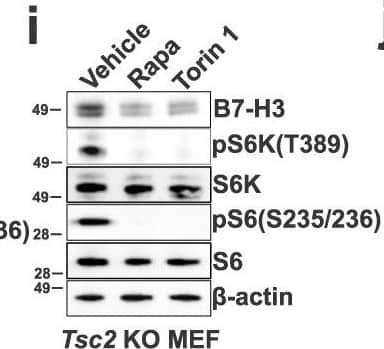 B7-H3 expression is regulated by mTORC1.B7-H3 protein expression in Tsc2−/− 105K cells with stable reconstitution of TSC2 or empty vector (EV) (a), TSC2−/− 621-101 angiomyolipoma-derived cells with reconstitution of TSC2 or empty vector (EV) (b), and Tsc2-WT and Tsc2 KO MEFs (c). For all figure legends, n = 3 indicates representative of 3 biologic samples (n = 3). B7-H3 mRNA expression in Tsc2−/− 105K cells with stable reconstitution of TSC2 or empty vector (EV) (d), TSC2−/− 621-101 angiomyolipoma tumor cells with reconstitution of TSC2 or empty vector (EV) (e), Tsc2-WT and Tsc2 KO MEFs (f). Means ± SD, two-tailed unpaired Student’s t-test (d, f) or one-way ANOVA with Dunnett’s multiple comparisons test (e), *p < 0.05, **p < 0.01. n = 3. B7-H3 protein expression in Tsc2−/− 105K cells (g), TSC2−/− 621-101 angiomyolipoma tumor cells (h), and Tsc2 KO MEFs (i) treated with 20 nM rapamycin (Rapa), 500 nM Torin 1 or vehicle for 24 hr (n = 3). B7-H3 mRNA expression in Tsc2−/− 105K cells (j), TSC2−/− 621-101 angiomyolipoma tumor cells (k), and Tsc2 KO MEFs (l) treated with 20 nM rapamycin (Rapa), 500 nM Torin 1, or vehicle for 24 hr. n = 3, means ± SD, one-way ANOVA with Dunnett’s multiple comparisons test, *p < 0.05, **p < 0.01, ***p < 0.001. m Immunoblotting analysis of Tsc2-WT and Tsc2 KO MEFs transfected with non-targeting control siRNA (Ctrl) or SMARTpool siRNAs targeting Raptor, Rictor, mTOR, S6K, or 4E-BP1 for 48 h hr (n = 3). n qRT-PCR analysis of Tsc2-WT and Tsc2 KO MEFs transfected with non-targeting control siRNA (Ctrl) or SMARTpool siRNAs targeting either Raptor, Rictor, mTOR, S6K, or 4E-BP1 for 48 hr. n = 3, means ± SD, two-way ANOVA with Dunnett’s multiple comparisons test, ***p < 0.001, ****p < 0.0001. Source data and exact p values are provided in the Source data file. Image collected and cropped by CiteAb from the following open publication (//pubmed.ncbi.nlm.nih.gov/36869048), licensed under a CC-BY license. Not internally tested by R&D Systems.