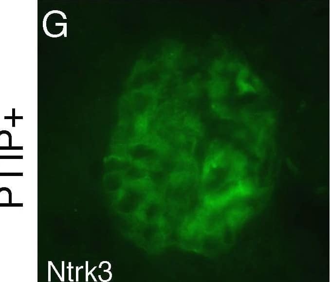 Ntrk3 in the Glomerulus. Fresh frozen tissues were sectioned and fixed in methanol followed by immunostaining with goat anti-Ntrk3, rabbit anti-WT1, or rabbit anti-Nephrin, as indicated. PTIP+ sections (A–C, G–I) showed strong Ntrk3 staining in all glomeruli, in a pattern similar to Nephrin. The PTIP− kidney sections (D–F, J–L) showed much lower levels of Ntrk3 protein in glomeruli. All micrographs were taken at manually set, equal exposures. Right panels (C, F, I, L) are overlays of Ntrk3 and WT1 or Ntrk3 and Nephrin and are counterstained with DAPI (blue) to visualize all cell nuclei. Image collected and cropped by CiteAb from the following open publication (//pubmed.ncbi.nlm.nih.gov/21060806), licensed under a CC0-1.0 license. Not internally tested by R&D Systems.