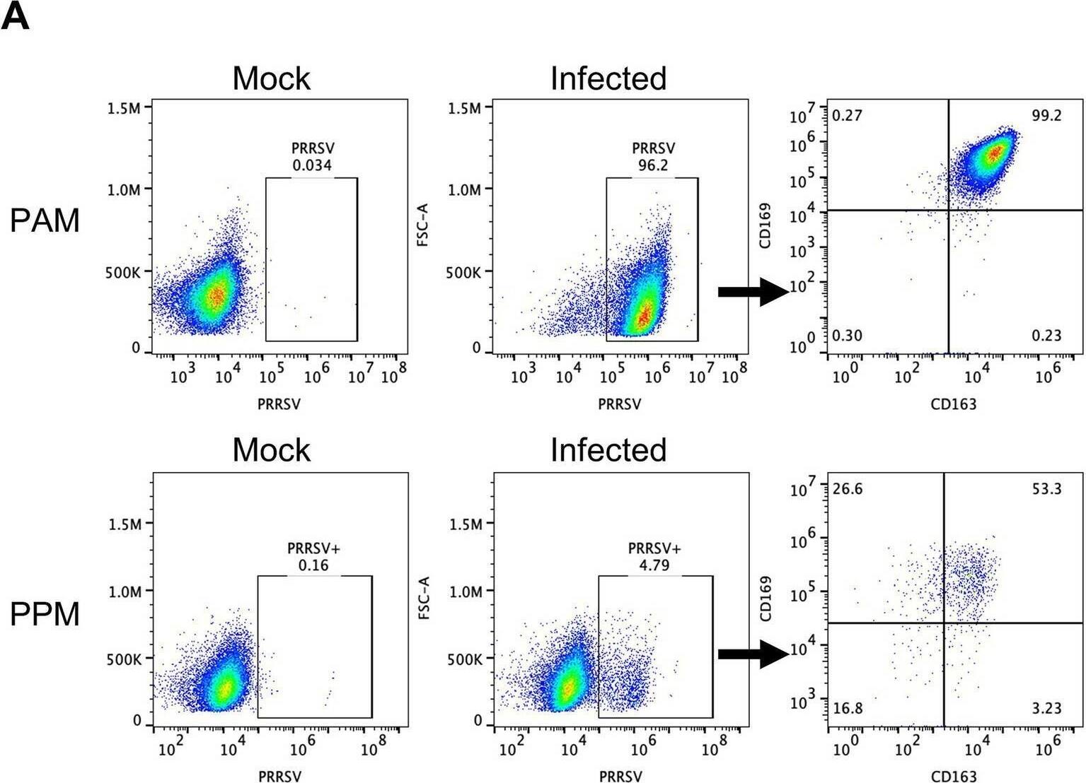 Expression of CD163 and CD169 in PRRSV-infected cells. Freshly isolated cells were infected with the PRRSV isolate RFLP-144 at an MOI of 2. At 24 hpi, cells were stained with antibodies against CD163, CD169, and PRRSV-N protein and analyzed by flow cytometry. Cells were first gated for PRRSV+ populations and subsequently analyzed for CD163 and CD169 expression within the PRRSV+ population. (A) Representative gating strategy. (B) Percentage of different cell populations within the PRRSV+ cells. (C) MFI of PRRSV-N protein expression in different cell populations. Experiments were performed using cells from three different pigs. ** p ≤ 0.01. Image collected and cropped by CiteAb from the following open publication (//www.frontiersin.org/articles/10.3389/fmicb.2024.1505900/full), licensed under a CC-BY license. Not internally tested by R&D Systems.