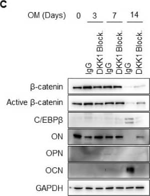 DKK1 blockade inhibits mineralization of osteoblast differentiation. Osteoblasts were treated with 1 μg anti-DKK1 or IgG as controls during osteoblast differentiation (n = 3). At indicated days, analysis of (A) results of ALP and ARS staining; scale bar is 200 μm, (B) hydroxyapatite staining; BF, Bright Field; HA, Hydroxyapatite; Scale bar is 500 μm, (C) immunoblotting for proteins, and (D) qPCR for mRNA. Representative data are shown (n = 3). * p < 0.05 (mean ± SD; n = 3). Image collected and cropped by CiteAb from the following open publication (//pubmed.ncbi.nlm.nih.gov/31963554), licensed under a CC-BY license. Not internally tested by R&D Systems.