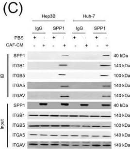 Integrin complexes (integrin  alpha V beta 5,  alpha 5 beta 1, and  alpha V beta 1) on HCC cells were identified as binding proteins of SPP1. (A) Western blotting of SPP1 receptor‐binding protein expression in HCC cells. (B) Measurement of CD44 and integrin expression in Hep3B and Huh‐7 cells by fluorescent intensity. (C‐E) Co‐IP of SPP1 after CAF‐CM treatment, followed by Western blotting for SPP1, ITGA5, ITGAV, ITGB1, and ITGB5 in HCC cells (C), HCC cells silenced for ITGB1 and/or ITGB5 (D), and HCC cells incubated with/without SPP1‐BP (E).Abbreviations: ITGA4, integrin subunit  alpha 4; ITGA5, integrin subunit  alpha 5; ITGA8, integrin subunit  alpha 8; ITGA9, integrin subunit  alpha 9; ITGAV, integrin subunit  alpha V; ITGB1, integrin subunit  beta 1; ITGB3, integrin subunit  beta 3; ITGB5, integrin subunit  beta ; GAPDH, glyceraldehyde 3‐phosphate dehydrogenase; RFU, relative fluorescence units; IgG, immunoglobulin G; SPP1, secreted phosphoprotein 1; CAF, cancer‐associated fibroblast; CM, culture medium; IB, immunoblotting; siCtrl, negative control; SPP1‐BP, SPP1‐blocking peptide. Image collected and cropped by CiteAb from the following open publication (//pubmed.ncbi.nlm.nih.gov/36919193), licensed under a CC-BY license. Not internally tested by R&D Systems.