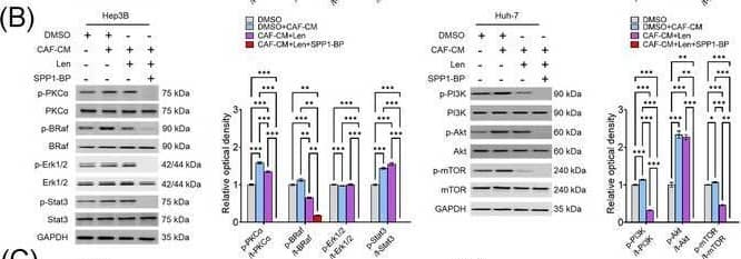 Molecular mechanism underlying CAF‐derived SPP1‐induced resistance to sorafenib or lenvatinib. (A‐B) Changes in the expression levels of PKC alpha , BRAF/ERK/STAT3, and PI3K/AKT/mTOR pathway proteins in CAF‐CM‐incubated Huh‐7 cells treated with sorafenib (15 μmol/L; A) or lenvatinib alone (5 μmol/L; B) and in combination with SPP1‐BP. (C‐D) Changes in the phosphorylation of AKT, mTOR, BRAF, and ERK1/2 under ITGB1 and/or ITGB5 silencing in Hep3B and Huh‐7 cells treated with sorafenib (C) or lenvatinib (D) in combination with CAF‐CM. (Mean ± SEM; Two‐way ANOVA test; *P < 0.05; **P < 0.01; ***P < 0.001).Abbreviations: DMSO, dimethyl sulfoxide; CAF, cancer‐associated fibroblast; CM, culture medium; Sor, sorafenib; SPP1‐BP, SPP1‐blocking peptide, PKC alpha , protein kinase C  alpha ; BRAF,v‐Raf murine sarcoma viral oncogene homolog B; ERK, extracellular signal‐related kinase; STAT3, signal transducer and activator of transcription 3; GAPDH, glyceraldehyde 3‐phosphate dehydrogenase; PI3K, phosphatidylinositol‐3‐kinase; AKT, protein kinase B; mTOR, mammalian target of rapamycin; Len, lenvatinib; siCtrl, negative control; ITGB1, integrin subunit  beta 1; ITGB5, integrin subunit  beta 5. Image collected and cropped by CiteAb from the following open publication (//pubmed.ncbi.nlm.nih.gov/36919193), licensed under a CC-BY license. Not internally tested by R&D Systems.