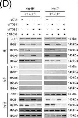 Integrin complexes (integrin  alpha V beta 5,  alpha 5 beta 1, and  alpha V beta 1) on HCC cells were identified as binding proteins of SPP1. (A) Western blotting of SPP1 receptor‐binding protein expression in HCC cells. (B) Measurement of CD44 and integrin expression in Hep3B and Huh‐7 cells by fluorescent intensity. (C‐E) Co‐IP of SPP1 after CAF‐CM treatment, followed by Western blotting for SPP1, ITGA5, ITGAV, ITGB1, and ITGB5 in HCC cells (C), HCC cells silenced for ITGB1 and/or ITGB5 (D), and HCC cells incubated with/without SPP1‐BP (E).Abbreviations: ITGA4, integrin subunit  alpha 4; ITGA5, integrin subunit  alpha 5; ITGA8, integrin subunit  alpha 8; ITGA9, integrin subunit  alpha 9; ITGAV, integrin subunit  alpha V; ITGB1, integrin subunit  beta 1; ITGB3, integrin subunit  beta 3; ITGB5, integrin subunit  beta ; GAPDH, glyceraldehyde 3‐phosphate dehydrogenase; RFU, relative fluorescence units; IgG, immunoglobulin G; SPP1, secreted phosphoprotein 1; CAF, cancer‐associated fibroblast; CM, culture medium; IB, immunoblotting; siCtrl, negative control; SPP1‐BP, SPP1‐blocking peptide. Image collected and cropped by CiteAb from the following open publication (//pubmed.ncbi.nlm.nih.gov/36919193), licensed under a CC-BY license. Not internally tested by R&D Systems.