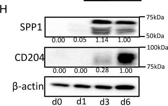 SPP1 expression in macrophages. (A) SPP1 expression in macrophages, THP-1 cells, U937 cells, and 10 lung cancer cell lines was examined by qRT-PCR. (B) Macrophages (blue) and THP-1 cells (green) were stimulated with the CM of cancer cell lines; then, the SPP1 mRNA expression level was evaluated. Control (CT) refers to macrophages or THP-1 without CM of cancer cell lines added. (C) Monocytes were cultured with M-CSF and GM-CSF as described in the Materials and Methods section, and SPP1 mRNA and CD204 mRNA levels were evaluated at different stages of monocyte/macrophage culture (days 0, 3, and 5). (D) Monocytes were cultured with M-CSF or GM-CSF for 5 days, and SPP1 and CD204 expression levels were examined. (E) SPP1′s concentration (ng/mL) in the CM of macrophages cultured with M-CSF or GM-CSF was examined by ELISA at days 1 to 3 (n = 3). (F) Immunocytostaining of SPP1 in the macrophages cultured with M-CSF or GM-CSF at days 0 and 5. (G) SPP1 and CD204 expression levels in THP-1 cells differentiated for 0, 1, 3, or 6 days were examined by qRT-PCR (G) and Western blot analysis (H). *: statistically significant, p value < 0.05. Image collected and cropped by CiteAb from the following open publication (//www.mdpi.com/2072-6694/14/18/4374), licensed under a CC-BY license. Not internally tested by R&D Systems.