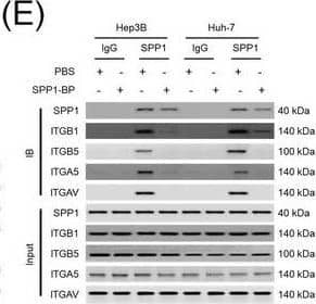 Integrin complexes (integrin  alpha V beta 5,  alpha 5 beta 1, and  alpha V beta 1) on HCC cells were identified as binding proteins of SPP1. (A) Western blotting of SPP1 receptor‐binding protein expression in HCC cells. (B) Measurement of CD44 and integrin expression in Hep3B and Huh‐7 cells by fluorescent intensity. (C‐E) Co‐IP of SPP1 after CAF‐CM treatment, followed by Western blotting for SPP1, ITGA5, ITGAV, ITGB1, and ITGB5 in HCC cells (C), HCC cells silenced for ITGB1 and/or ITGB5 (D), and HCC cells incubated with/without SPP1‐BP (E).Abbreviations: ITGA4, integrin subunit  alpha 4; ITGA5, integrin subunit  alpha 5; ITGA8, integrin subunit  alpha 8; ITGA9, integrin subunit  alpha 9; ITGAV, integrin subunit  alpha V; ITGB1, integrin subunit  beta 1; ITGB3, integrin subunit  beta 3; ITGB5, integrin subunit  beta ; GAPDH, glyceraldehyde 3‐phosphate dehydrogenase; RFU, relative fluorescence units; IgG, immunoglobulin G; SPP1, secreted phosphoprotein 1; CAF, cancer‐associated fibroblast; CM, culture medium; IB, immunoblotting; siCtrl, negative control; SPP1‐BP, SPP1‐blocking peptide. Image collected and cropped by CiteAb from the following open publication (//pubmed.ncbi.nlm.nih.gov/36919193), licensed under a CC-BY license. Not internally tested by R&D Systems.