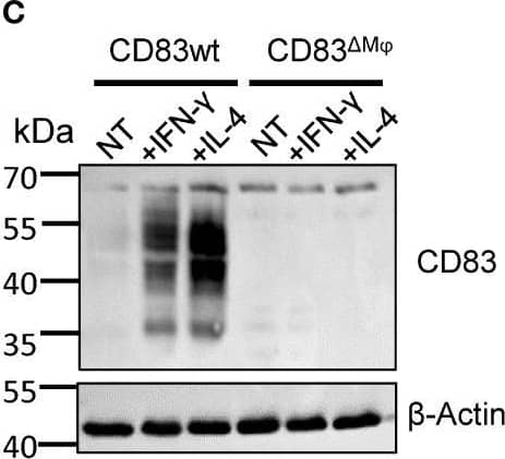Analyses of CD83 deficient murine Mφ. Mφ were generated from CD83wt or CD83 cKO mice and subsequently stimulated with IFN-gamma  or IL-4 for 16h or left untreated. (A)Cd83 expression levels were determined by qPCR and normalized to CD83wt BMDMs (n = 10). (B) Assessment of CD83 expression levels by flow cytometry (n = 20). (C) Assessment of knock-out efficiency in whole cell lysates from mock-, IFN-gamma  or IL-4 stimulated Mφ by Western blotting.  beta -actin served as a loading control. See full uncut gels in Supplemental Material (S1)(D) Cell viability assessment using flow cytometry (n = 24). (E) Differentiation efficacy assessing the percentage of F4/80+CD11b+ cells by flow cytometry, representing the Mφ population (n ≥ 24). (F) Expression levels of F4/80 and CD11b within the Mφ population (n ≥ 40). The gating strategy for the Mφ population is depicted in Supplementary Figure 2. Statistical analyses were performed by One-way ANOVA or the appropriate corresponding non-parametric test. Data are represented as mean ± SEM. Experiments were performed at least three times. ***p<0.001; **** p< 0.0001. The absence of asterisks indicates that there is no statistical significance. Image collected and cropped by CiteAb from the following open publication (//pubmed.ncbi.nlm.nih.gov/36875129), licensed under a CC-BY license. Not internally tested by R&D Systems.