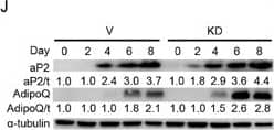 NPGPx is a suppressor of adipogenesis via ROS regulation. Western blots showing ap2 and adiponectin expression in NPGPx KD and V 3T3-L1 preadipocytes after adipogenic stimulation. Image collected and cropped by CiteAb from the following open publication (//pubmed.ncbi.nlm.nih.gov/23828861), licensed under a CC-BY license. Not internally tested by R&D Systems.