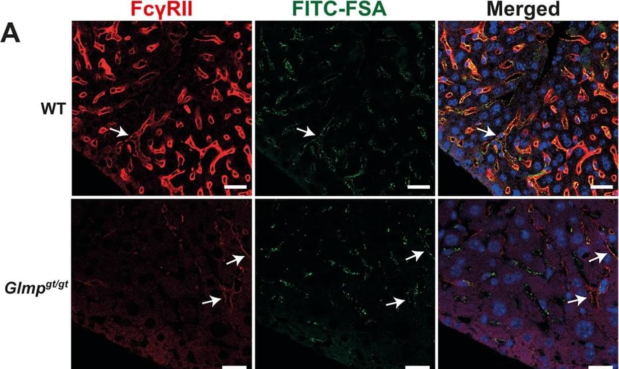 Fc gamma RIIb expression in liver from Glmpgt/gt and WT mice. A-B) Fc gamma RII expression in liver sinusoids of A) 4 months old, and B) 9–10 months old Glmpgt/gt and WT male mice. In WT livers, positive immunostaining (red fluorescence) was seen along the sinusoids in the same cells that had taken up FITC-FSA (green fluorescence), while the expression was low or absent in Glmpgt/gt livers, including cells that had taken up FITC-FSA (arrows). Nuclei in A) are stained with DAPI (blue). Scale bars: 20 μm. C) Quantitative image analysis of Fc gamma RII staining (% positive area) in liver sections from WT and Glmpgt/gt mice. Groups: Young WT, 3–6 months (n = 5); young Glmpgt/gt, 4 months (n = 5); old WT, 9–10 months (n = 4), and old Glmpgt/gt, 9–10 months (n = 6). Each dot represents one animal. Medians are presented as horizontal lines, and upper and lower lines represent interquartile range. *p-value < 0.05, **p-value < 0.01, One-way non-parametric ANOVA on ranks (Kruskal-Wallis test). D) Fcgr2b expression (qPCR) in liver tissue from 4 months (“young”) and 9 months (“old”) WT and Glmpgt/gt male mice (young: n = 4 per group; old: n = 3 per group). *p-value < 0.05 (Mann Whitney U test). Error bars represent standard deviation. E, F) Western blots showing Fc gamma RII expression in whole liver lysates from E) 4 WT mice and 3 Glmpgt/gt mice, aged 4 months, and F) 4 WT mice and 3 Glmpgt/gt mice, aged 9 months, all male. LSEC: Mouse liver sinusoidal endothelial cell lysates (C57Bl/6JRj, WT). Protein loaded per lane: Liver lysates, 25 μg; LSEC, 5 μg. Beta-actin loading control was performed on the stripped blots. Image collected and cropped by CiteAb from the following open publication (//pubmed.ncbi.nlm.nih.gov/37910485), licensed under a CC-BY license. Not internally tested by R&D Systems.