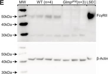 Fc gamma RIIb expression in liver from Glmpgt/gt and WT mice. A-B) Fc gamma RII expression in liver sinusoids of A) 4 months old, and B) 9–10 months old Glmpgt/gt and WT male mice. In WT livers, positive immunostaining (red fluorescence) was seen along the sinusoids in the same cells that had taken up FITC-FSA (green fluorescence), while the expression was low or absent in Glmpgt/gt livers, including cells that had taken up FITC-FSA (arrows). Nuclei in A) are stained with DAPI (blue). Scale bars: 20 μm. C) Quantitative image analysis of Fc gamma RII staining (% positive area) in liver sections from WT and Glmpgt/gt mice. Groups: Young WT, 3–6 months (n = 5); young Glmpgt/gt, 4 months (n = 5); old WT, 9–10 months (n = 4), and old Glmpgt/gt, 9–10 months (n = 6). Each dot represents one animal. Medians are presented as horizontal lines, and upper and lower lines represent interquartile range. *p-value < 0.05, **p-value < 0.01, One-way non-parametric ANOVA on ranks (Kruskal-Wallis test). D) Fcgr2b expression (qPCR) in liver tissue from 4 months (“young”) and 9 months (“old”) WT and Glmpgt/gt male mice (young: n = 4 per group; old: n = 3 per group). *p-value < 0.05 (Mann Whitney U test). Error bars represent standard deviation. E, F) Western blots showing Fc gamma RII expression in whole liver lysates from E) 4 WT mice and 3 Glmpgt/gt mice, aged 4 months, and F) 4 WT mice and 3 Glmpgt/gt mice, aged 9 months, all male. LSEC: Mouse liver sinusoidal endothelial cell lysates (C57Bl/6JRj, WT). Protein loaded per lane: Liver lysates, 25 μg; LSEC, 5 μg. Beta-actin loading control was performed on the stripped blots. Image collected and cropped by CiteAb from the following open publication (//pubmed.ncbi.nlm.nih.gov/37910485), licensed under a CC-BY license. Not internally tested by R&D Systems.