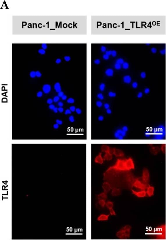Successful generation of Panc-1 TLR4 overexpressed stable cell line (Panc-1_TLR4OE) and BxPC-3 TLR4 knockout stable cell line (BxPC-3_TLR4KO), and the impacts of TLR4 and PAUF expression on each other. Successful overexpression of TLR4 in Panc-1_TLR4OE cell line was confirmed by (A) immunofluorescence, (B) flow cytometry, and (C) Western blot (SDS-PAGE gel: 10%). Successful knockout of TLR4 by CRISPR/Cas9 was confirmed in BxPC-3_TLR4KO cells by (D) Cas9 mRNA expression and (E) Western blot (SDS-PAGE gel: 8%) against TLR4 in seven single clones with loss-of-function TLR4 mutations, which were pooled to form BxPC-3_TLR4KO cells. And the knockout of TLR4 in the pooled cells was confirmed by Western blot and shown in (C). (F) The correlation of TLR4 and PAUF mRNA expression was analyzed using CCLE expression 22Q2 public data by Pearson correlation. (G) PAUF protein concentration in the four cell lines analyzed by sandwich ELISA. (H) Impacts of rPAUF (0, 0.1, 1, and 3 μg/mL) on TLR4 mRNA expression in Panc-1 and BxPC-3 cells. (I) Impacts of lipopolysaccharide (LPS, 0, 1, 5, and 10 μg/mL) on TLR4 mRNA expression in Panc-1 and BxPC-3 cells (LPS was used here as a positive control of PAUF). The dose-dependency of TLR4 mRNA expression on rPAUF/LPS concentration was tested by Jonckheere-Terpstra test, after a significant multiple comparisons test (* p < 0.05, compared to control, obtained from one-way ANOVA and post-hoc multiple comparisons with Dunnett correction). All data are presented as mean ± SD from triplicate independent experiments. Image collected and cropped by CiteAb from the following open publication (//pubmed.ncbi.nlm.nih.gov/36232715), licensed under a CC-BY license. Not internally tested by R&D Systems.