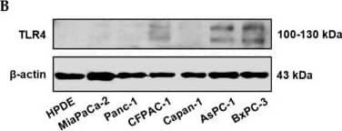 Positive TLR4 expression is detected in six different pancreatic cancer cell lines but not the HPDE normal pancreatic cell line. (A) mRNA expression levels of TLR4 quantified by RT-qPCR from the current study and retrieved from the Cancer Cell Line Encyclopedia (CCLE) Expression 22Q2 Public database. (B) Protein expression level of TLR4 assessed by Western blot analyses, the two bands of TLR4 appeared to be glycosylated (130 kDa) and deglycosulated (100 kDa) TLR4 [9,10]. (C) Relative mRNA levels of TLR1~9 in two representative pancreatic cancer cell lines. The mRNA expression levels were adjusted based on the two cell lines’ TLR4 data from (A). Data are represented as a mean ± SD from triplicates, ** p < 0.01, **** p < 0.0001 (indicating differences between Panc-1 and BxPC-3) were obtained from two-way ANOVA and post-hoc multiple comparisons with Bonferroni correction. Image collected and cropped by CiteAb from the following open publication (//pubmed.ncbi.nlm.nih.gov/36232715), licensed under a CC-BY license. Not internally tested by R&D Systems.