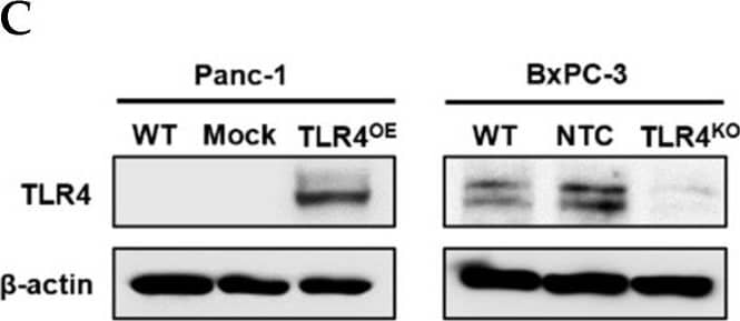 Successful generation of Panc-1 TLR4 overexpressed stable cell line (Panc-1_TLR4OE) and BxPC-3 TLR4 knockout stable cell line (BxPC-3_TLR4KO), and the impacts of TLR4 and PAUF expression on each other. Successful overexpression of TLR4 in Panc-1_TLR4OE cell line was confirmed by (A) immunofluorescence, (B) flow cytometry, and (C) Western blot (SDS-PAGE gel: 10%). Successful knockout of TLR4 by CRISPR/Cas9 was confirmed in BxPC-3_TLR4KO cells by (D) Cas9 mRNA expression and (E) Western blot (SDS-PAGE gel: 8%) against TLR4 in seven single clones with loss-of-function TLR4 mutations, which were pooled to form BxPC-3_TLR4KO cells. And the knockout of TLR4 in the pooled cells was confirmed by Western blot and shown in (C). (F) The correlation of TLR4 and PAUF mRNA expression was analyzed using CCLE expression 22Q2 public data by Pearson correlation. (G) PAUF protein concentration in the four cell lines analyzed by sandwich ELISA. (H) Impacts of rPAUF (0, 0.1, 1, and 3 μg/mL) on TLR4 mRNA expression in Panc-1 and BxPC-3 cells. (I) Impacts of lipopolysaccharide (LPS, 0, 1, 5, and 10 μg/mL) on TLR4 mRNA expression in Panc-1 and BxPC-3 cells (LPS was used here as a positive control of PAUF). The dose-dependency of TLR4 mRNA expression on rPAUF/LPS concentration was tested by Jonckheere-Terpstra test, after a significant multiple comparisons test (* p < 0.05, compared to control, obtained from one-way ANOVA and post-hoc multiple comparisons with Dunnett correction). All data are presented as mean ± SD from triplicate independent experiments. Image collected and cropped by CiteAb from the following open publication (//pubmed.ncbi.nlm.nih.gov/36232715), licensed under a CC-BY license. Not internally tested by R&D Systems.