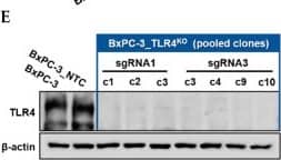 Successful generation of Panc-1 TLR4 overexpressed stable cell line (Panc-1_TLR4OE) and BxPC-3 TLR4 knockout stable cell line (BxPC-3_TLR4KO), and the impacts of TLR4 and PAUF expression on each other. Successful overexpression of TLR4 in Panc-1_TLR4OE cell line was confirmed by (A) immunofluorescence, (B) flow cytometry, and (C) Western blot (SDS-PAGE gel: 10%). Successful knockout of TLR4 by CRISPR/Cas9 was confirmed in BxPC-3_TLR4KO cells by (D) Cas9 mRNA expression and (E) Western blot (SDS-PAGE gel: 8%) against TLR4 in seven single clones with loss-of-function TLR4 mutations, which were pooled to form BxPC-3_TLR4KO cells. And the knockout of TLR4 in the pooled cells was confirmed by Western blot and shown in (C). (F) The correlation of TLR4 and PAUF mRNA expression was analyzed using CCLE expression 22Q2 public data by Pearson correlation. (G) PAUF protein concentration in the four cell lines analyzed by sandwich ELISA. (H) Impacts of rPAUF (0, 0.1, 1, and 3 μg/mL) on TLR4 mRNA expression in Panc-1 and BxPC-3 cells. (I) Impacts of lipopolysaccharide (LPS, 0, 1, 5, and 10 μg/mL) on TLR4 mRNA expression in Panc-1 and BxPC-3 cells (LPS was used here as a positive control of PAUF). The dose-dependency of TLR4 mRNA expression on rPAUF/LPS concentration was tested by Jonckheere-Terpstra test, after a significant multiple comparisons test (* p < 0.05, compared to control, obtained from one-way ANOVA and post-hoc multiple comparisons with Dunnett correction). All data are presented as mean ± SD from triplicate independent experiments. Image collected and cropped by CiteAb from the following open publication (//pubmed.ncbi.nlm.nih.gov/36232715), licensed under a CC-BY license. Not internally tested by R&D Systems.