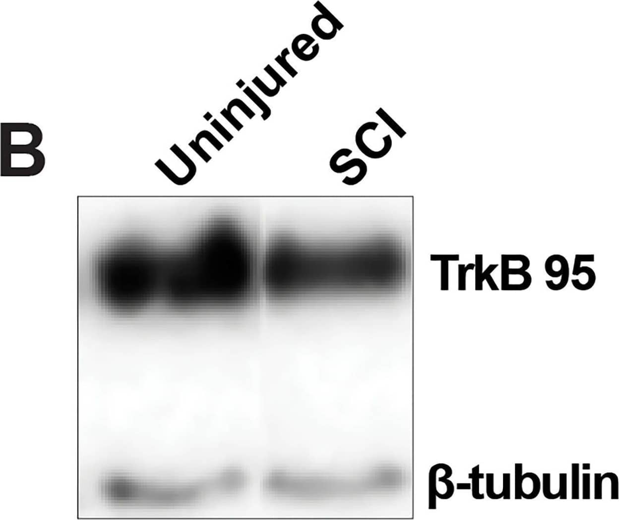 Western Blot TrkB Antibody [Unconjugated]