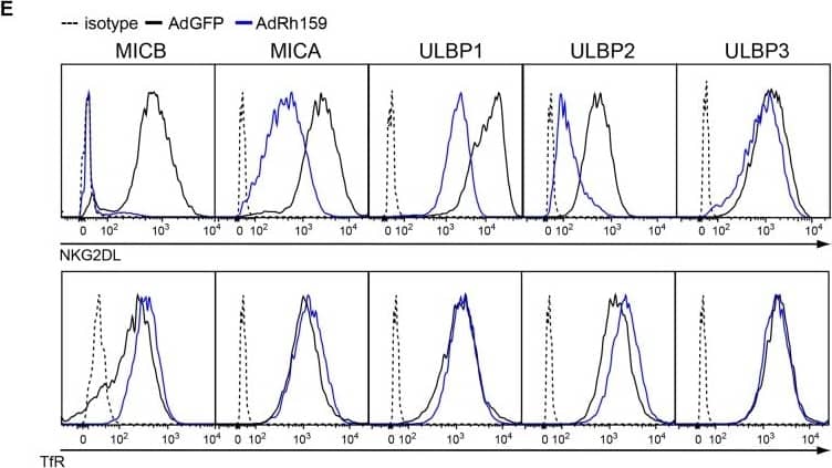 Rh159 interferes with intracellular transport of NKG2DL.A) Association with Rh159 prevents intracellular transport of MICB. U373-MICB cells were transduced with adenovectors (MOI = 80) expressing either GFP (AdGFP) or FLAG-tagged Rh159 (AdRh159FL) under control of tetracycline-dependent transactivator provided by co-transduced AdtTA (MOI = 20). At 24 hpi cells were metabolically labeled for 30 min with [35S]cysteine + [35S]methionine. Upon chasing the label for the indicated times (h), cells were lysed and MICB was immunoprecipitated with anti–MICB mAb. Precipitates were either digested with EndoH (+) or mock treated (-) followed by SDS-PAGE and autoradiography. (S) indicates EndoH-deglycosylated proteins. B) Rh159 co-immunoprecipitates with MICB. U373-ULBP3 (ULBP3, left panel) or U373-MICB (MICB, right panel) cells were lysed at 48 h post-transduction with AdRh159FL (Rh159) or an adenovector expressing FLAG-tagged SVV ORF 61 (SVV61) used as a negative control. MICB and ULBP3 were immunoprecipitated with anti–MICB and anti-ULBP3 mouse and goat mAbs, respectively, then immunoblotted with mouse anti-FLAG mAb. The mouse IgG heavy chain (55kDa) is indicated (HC). Input lanes were loaded with 10% total lysate used in immunoprecipitation and immunoblotted with mAbs for FLAG and GAPDH. The results shown are representative of two independent experiments. C) Rh159 reduces steady state levels of MICB. U373-MICB cells were lysed at 48 h post-transduction with the indicated Ad-vectors. Lysates were digested with EndoH (+) or mock treated (-) then immunoblotted with mAbs for MICB, FLAG or GAPDH. Note that both MICB and Rh159 are EndoH sensitive consistent with ER localization. The results shown are representative of two independent experiments. D-E) Rh159 reduces surface expression of MICA, MICB, ULBP1 and ULBP2 but not ULBP3. U373-NKG2DL cells were transduced with AdRh159FL or AdGFP as in A) but for 48 h. Cells were then lysed and immunoblotted with mAbs for FLAG and GAPDH (D), or stained with antibodies specific for the indicated proteins, or isotype control (dotted) and analyzed by flow cytometry. The results shown are representative of three or more independent experiments. Image collected and cropped by CiteAb from the following open publication (//pubmed.ncbi.nlm.nih.gov/27580123), licensed under a CC-BY license. Not internally tested by R&D Systems.