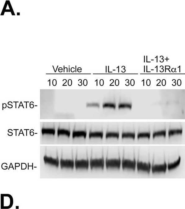 IL-4R alpha  drives IL-4- and IL-13-mediated signal transduction.N1 immortalized human prostate fibroblasts were treated with vehicle, IL-4 (20ng/ml), or IL-13 (20 ng/m) with or without 2 hr pre-treatment with IL4R alpha  (IL4R) (400 ng) or IL-13R alpha 1 (40 ng) antibodies. Both IL-4 (Fig 7A) and IL-13 (Fig 7D) robustly and significantly induced STAT6 phosphoryation compared to vehicle-treated cells. IL-4 stimulation of STAT6 phosphorylation was repressed upon pre-treatment with IL4R alpha  (A) but not IL-13R alpha 1 (B) antibodies, whereas IL-13 stimulation of STAT6 phosphorylation was repressed upon pre-treatment with either IL-13R alpha 1 (D) or IL4R alpha  (E) antibodies. Densitometric data (S7 Fig) from the replicate experiments is graphed in C (IL-4) and F (IL-13). Significant differences are indicated as * p <.05; ** p <.01; *** p <.001; **** p <.0001. Image collected and cropped by CiteAb from the following open publication (//pubmed.ncbi.nlm.nih.gov/36201508), licensed under a CC-BY license. Not internally tested by R&D Systems.