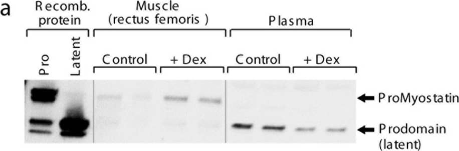 Myostatin precursors redistribute during atrophy. (a) Western blot using a polyclonal antibody raised to the prodomain of myostatin. Recombinant protein controls (proMyostatin and latent myostatin) are used to visualize the migration of proMyostatin and myostatin prodomain bands. In muscle from a pilot experiment in which mice were administered dexamethasone for 15 days, proMyostatin levels increase in muscle, while the levels of latent myostatin in plasma (inferred from the prodomain band) decrease. (b) In a follow-on experiment, animals were administered either vehicle (No Dex) or dexamethasone in their drinking water for two weeks, and given a single 20 mg/kg dose of test antibodies (SRK-015 or IgG control) at day 1. Differences in gastrocnemius muscle weights (expressed as percent difference from the mean of the IgG (no Dex) control group) are shown for days 4, 6, 8 and 15. Individual data points (n = 8–10 animals) along with means +/− standard deviations are shown. Group means were compared by one-way ANOVA followed by a Holm-Sidak test. (c–e) Quantitation of proMyostatin and latent myostatin levels in murine muscle and serum at 4, 6, 8, and 15 days following either dexamethasone or vehicle administration. For all data presented, a minimum of three biological replicates were measured to generate the presented average values, and error bars on all graphs represent standard deviations. Statistical significance was determined by t test (two-tailed, homoscedastic). Image collected and cropped by CiteAb from the following publication (//www.nature.com/articles/s41598-018-20524-9), licensed under a CC-BY license. Not internally tested by R&D Systems.