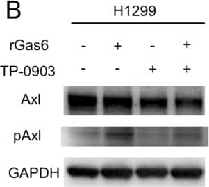 Migration of H1299 NSCLC cells enhanced by ligand-dependent Axl activation. (A) Western blotting to assess Gas6 expression in H1299 cells. Expression of Gas6 in LCAFhTERT cells was used as a positive control. (B) Phosphorylation of Axl was analyzed by Western blotting of whole cell lysates using different antibodies. GAPDH was used as an internal control. H1299 cells were stimulated for 15 min with 400 nM recombinant human Gas6 (rGas6). H1299 cells were treated with or without TP-0903 (0.2 µmol/L) for 24 h. (C) Migration of H1299 cells was analyzed using rGas6 (400 nM) added to the lower chamber. H1299 cells were treated with or without TP-0903 (0.2 µmol/L) for 24 h. (D) Western blotting of conditioned medium from LCAFhTERT transfected with siGas6 or siScr (control) to assess whether they contains Gas6 secreted by CAFs. (E) Phosphorylation of Axl in H1299 cells analyzed by Western blotting after stimulation with conditioned medium from siRNA-transfected LCAFhTERT. H1299 cells were treated with or without TP-0903 (0.2 µmol/L) for 24 h. The medium (DMEM containing 10% FBS) was used as control. (F) Migration of H1299 cells analyzed using conditioned medium of siRNA-transfected LCAFhTERT. H1299 cells were treated with or without TP-0903 (0.2 µmol/L) for 24 h. The medium (DMEM containing 10% FBS) was used as control. The relative number of migrated H1299 cells is indicated on the y-axis. Data show the mean ± SEM (n = 3); **p < 0.01. Image collected and cropped by CiteAb from the following publication (//pubmed.ncbi.nlm.nih.gov/28878389), licensed under a CC-BY license. Not internally tested by R&D Systems.