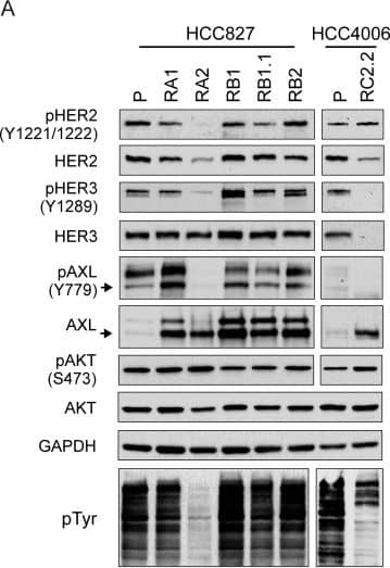 HER2/HER3 and AXL expression and phosphorylation analysis.A) Representative western blots of total cell lysates of HCC827 and HCC4006 parental cell lines (P) and their derived ERL-resistant cell lines. Arrows indicate the expected molecular weight size. Total cell lysates loaded were 40 μg for AXL and pAXL analyses and 25 μg for the others. B) qPCR analysis of AXL mRNA normalized to rp-L31 mRNA and expressed relative to the levels in parental cell lines set as 1 (mean ± SD of triplicate determinations). Western blots and qPCR data are representative of those obtained respectively from 3 and 2 independent analysis. C) Dose-effect curves were calculated using CompuSyn software and plotting the entered Fa values against the entered dose values. For combination treatments, the combined drugs dose was entered. Each data point represents the mean of 3 replicates. Image collected and cropped by CiteAb from the following publication (//dx.plos.org/10.1371/journal.pone.0143333), licensed under a CC-BY license. Not internally tested by R&D Systems.