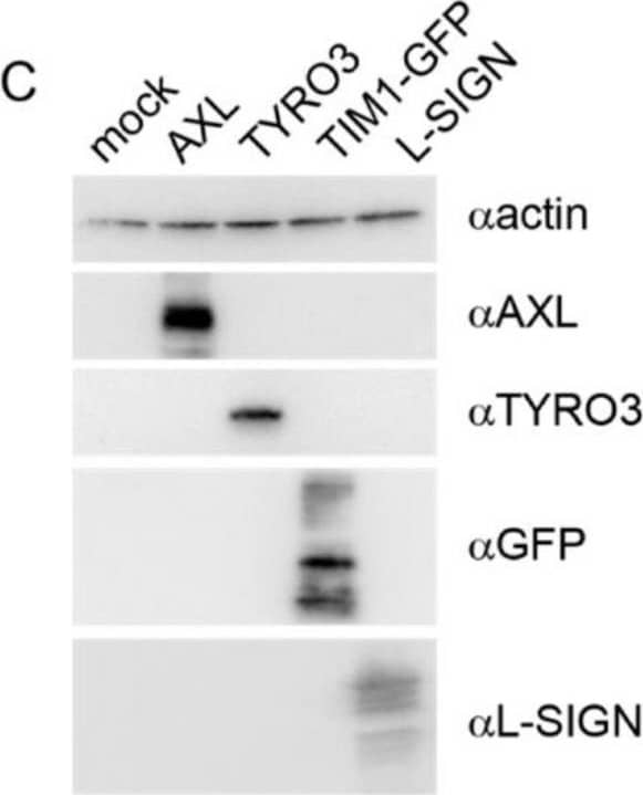 rVSV∆G/EBOV entry kinetics: (A) VeroS cells were infected with rVSV∆G/EBOV at multiple MOIs, inoculum was removed after 1 h, and monitored for luciferase production over time. (B) VeroS, HEK293T, and HAP1 cells were infected with rVSV∆G/EBOV (MOI 1), inoculum was not removed, and monitored for luciferase production over time. Right panel zooms in to display the signals observed in HAP1 and HEK293T cells. (C) Immunoblots demonstrating production of the transfected receptors in HEK293T cells. (D) HEK293T cells transfected with the indicated receptors were infected with rVSV∆G/EBOV and monitored for luciferase production over time. Each experiment was repeated in duplicate, three independent times. Data shown are the averages of averages and corresponding SEM of three independent trials. Image collected and cropped by CiteAb from the following publication (//pubmed.ncbi.nlm.nih.gov/33348746), licensed under a CC-BY license. Not internally tested by R&D Systems.