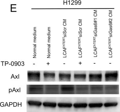 Migration of H1299 NSCLC cells enhanced by ligand-dependent Axl activation. (A) Western blotting to assess Gas6 expression in H1299 cells. Expression of Gas6 in LCAFhTERT cells was used as a positive control. (B) Phosphorylation of Axl was analyzed by Western blotting of whole cell lysates using different antibodies. GAPDH was used as an internal control. H1299 cells were stimulated for 15 min with 400 nM recombinant human Gas6 (rGas6). H1299 cells were treated with or without TP-0903 (0.2 µmol/L) for 24 h. (C) Migration of H1299 cells was analyzed using rGas6 (400 nM) added to the lower chamber. H1299 cells were treated with or without TP-0903 (0.2 µmol/L) for 24 h. (D) Western blotting of conditioned medium from LCAFhTERT transfected with siGas6 or siScr (control) to assess whether they contains Gas6 secreted by CAFs. (E) Phosphorylation of Axl in H1299 cells analyzed by Western blotting after stimulation with conditioned medium from siRNA-transfected LCAFhTERT. H1299 cells were treated with or without TP-0903 (0.2 µmol/L) for 24 h. The medium (DMEM containing 10% FBS) was used as control. (F) Migration of H1299 cells analyzed using conditioned medium of siRNA-transfected LCAFhTERT. H1299 cells were treated with or without TP-0903 (0.2 µmol/L) for 24 h. The medium (DMEM containing 10% FBS) was used as control. The relative number of migrated H1299 cells is indicated on the y-axis. Data show the mean ± SEM (n = 3); **p < 0.01. Image collected and cropped by CiteAb from the following publication (//pubmed.ncbi.nlm.nih.gov/28878389), licensed under a CC-BY license. Not internally tested by R&D Systems.