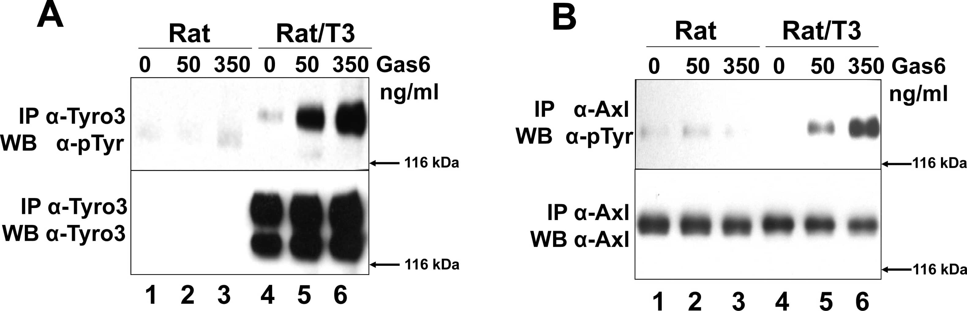 Tyro3 increases Gas6-induced Axl phosphorylation.Rat2 (Rat lanes 1–3) and Rat2/T3V5 cells (Rat/T3, lanes 4–6) were treated with 0, 50, 350 ng/ml Gas6 for 20 min. Detergent cell lysates were prepared and normalized for protein concentration. The samples were divided in two for Tyro3 (panel A) and Axl (panel B) immunoprecipitations (IP). This was followed by SDS-PAGE using 8% gels followed and Western blot analysis. The membranes were probed with anti-phosphotyrosine ( alpha -pTyr) antibodies (PY20 and P99 mixture 1∶3,500) (top, panels A and B). The membranes were stripped and reprobed with  alpha -Tyro3 serum 5424 (1∶3,500) (A, bottom panel) or affinity purified rabbit  alpha -Axl (1∶3,500) (B, bottom panel). These blots are representative of 4 experiments. To determine whether Tyro3 expression affects Axl levels in Rat2 cells (panel C), detergent cell extracts were prepared from Rat2 cells (lane 1), and independently derived stably transfected Rat2/T3V5 cell lines (clone (cl) 25, lane 2; clone 11, lane 3; clone 30, lane 4). SDS-PAGE using 4–20% gels followed by Western blot analysis was performed on these extracts. The membranes were cut at the level of the 66 kDa marker and the top portion was probed with rabbit  alpha -Tyro3 (5424 serum 1∶3,500) or rabbit  alpha -Axl (1∶3,500). The bottom portion of the membranes were blotted with  alpha -GAPDH (1∶500). These blots are representative of 5 experiments. To determine if the levels of Axl phosphorylation depended on the levels of Tyro3 expressed (panel D) Rat2 cells (lanes 1 and 2) and Rat2/T3V5 cell lines cl25 (lanes 3 and 4) and cl30 (lanes 5 and 6) were activated with media only (0) or 350 ng/ml of Gas6 for 10 min. Detergent cell lysates were prepared and normalized for protein concentration. The samples were divided in two for Tyro3 and Axl immunoprecipitations (IP). SDS-PAGE using 8% gels followed by Western blot analysis was performed. The membranes were probed with anti-phosphotyrosine ( alpha -pTyr) antibodies (PY20 and P99 mixture 1∶3,500) (top and third panels). An aliquot of the remaining Axl IPs were reloaded and probed with affinity purified rabbit  alpha -Axl (1∶3,500) (second panel from the top). The membrane corresponding to Tyro3 IP’s was stripped and reprobed with  alpha -Tyro3 serum 5424 (1∶3,500) (bottom panel). These blots are representative of 6 experiments. Image collected and cropped by CiteAb from the following publication (//dx.plos.org/10.1371/journal.pone.0036800), licensed under a CC-BY license. Not internally tested by R&D Systems.