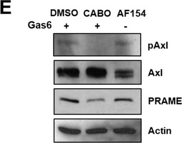 Identification of Gas6/Axl-regulated transcripts in HCC cells. (A) Axl target genes were identified by RNA-seq of HCC cells stimulated with 500 ng/mL Gas6 for 24 h. p  0.05; *: p ≤ 0.05; **: p ≤ 0.01; ***: p ≤ 0.001. Image collected and cropped by CiteAb from the following open publication (//pubmed.ncbi.nlm.nih.gov/37173882), licensed under a CC-BY license. Not internally tested by R&D Systems.