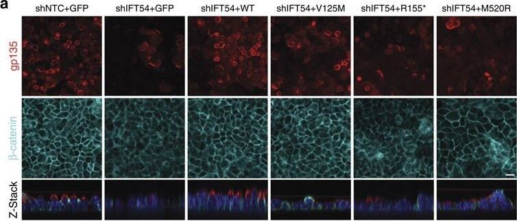 TRAF3IP1 mutations lead to epithelialization and polarity defects.(a) mIMCD3 cells grown until confluence on filters were subjected to Ca2+-free medium to disrupt the tight junctions. Six hours after Ca2+ addition, cells were analysed by immunofluorescence using the apical marker Gp135 (red) and  beta -catenin (light blue) to stain the cell junctions. Scale bar, 10 μm. (b) Following Ca2+ switch, tight junction re-formation was assessed by measurement of trans-epithelial resistance (TER) at different time points (mean ± s.e.m. of n=5 independent experiments, two-way ANOVA; NS: not-significant, ***P<0.001 at 6 h). (c) Height of mIMCD3 cells grown on filters measured as the distance from the base to the top of the cells (GFP staining, not shown; mean ± s.d. of n≥20, from 3 independent experiments, ***P<0.001, Bonferonni's multiple-comparison test). (d) Expression of the apical marker Gp135 was analysed by Western blot with  alpha -tubulin as a loading control. (e) mIMCD3 cells grown in matrigel 3D matrix to form spheroids were stained for ZO1 (tight junctions, red) and analysed by confocal microscopy. Arrows indicate ZO-1 at the apical junctions, while arrow heads point to mislocalized ZO-1. Equatorial sections of representative spheres are shown for each cell line. Scale bars, 10 μm. (f) Percentage of abnormal spheroids (no/small lumen filled with cells) (mean ± s.d., n=80 spheroids from 2 independent experiments, ***P≤0,001, **P<0.002, Bonferonni's multiple-comparison test). Image collected and cropped by CiteAb from the following publication (//pubmed.ncbi.nlm.nih.gov/26487268), licensed under a CC-BY license. Not internally tested by R&D Systems.