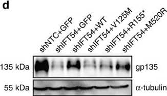 TRAF3IP1 mutations lead to epithelialization and polarity defects.(a) mIMCD3 cells grown until confluence on filters were subjected to Ca2+-free medium to disrupt the tight junctions. Six hours after Ca2+ addition, cells were analysed by immunofluorescence using the apical marker Gp135 (red) and  beta -catenin (light blue) to stain the cell junctions. Scale bar, 10 μm. (b) Following Ca2+ switch, tight junction re-formation was assessed by measurement of trans-epithelial resistance (TER) at different time points (mean ± s.e.m. of n=5 independent experiments, two-way ANOVA; NS: not-significant, ***P<0.001 at 6 h). (c) Height of mIMCD3 cells grown on filters measured as the distance from the base to the top of the cells (GFP staining, not shown; mean ± s.d. of n≥20, from 3 independent experiments, ***P<0.001, Bonferonni's multiple-comparison test). (d) Expression of the apical marker Gp135 was analysed by Western blot with  alpha -tubulin as a loading control. (e) mIMCD3 cells grown in matrigel 3D matrix to form spheroids were stained for ZO1 (tight junctions, red) and analysed by confocal microscopy. Arrows indicate ZO-1 at the apical junctions, while arrow heads point to mislocalized ZO-1. Equatorial sections of representative spheres are shown for each cell line. Scale bars, 10 μm. (f) Percentage of abnormal spheroids (no/small lumen filled with cells) (mean ± s.d., n=80 spheroids from 2 independent experiments, ***P≤0,001, **P<0.002, Bonferonni's multiple-comparison test). Image collected and cropped by CiteAb from the following publication (//www.nature.com/articles/ncomms9666), licensed under a CC-BY license. Not internally tested by R&D Systems.