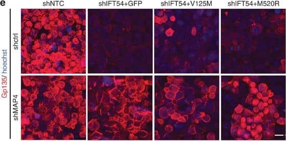 Defects in TRAF3IP1 mutants are mediated by MAP4.(a) Lateral views of WT zebrafish embryos injected with map4 morpholino at 48 hpf and phenotype distribution in WT embryos injected with control or map4 morpholino. (b) Lateral views of elipsa zebrafish embryos injected with map4 morpholino at 48 hpf and phenotype distribution in elipsa mutant embryos injected with control or map4 morpholino (data shown as combined result of n=3 independent experiments). Scale bars, 1 mm. (c) Relative expression of Map4 normalized to that of Hprt was analysed by qPCR in control and Traf3ip1-KD mIMCD3 cells stably expressing GFP or GFP-IFT54 mutants and Map4 shRNA. (d) Control and Traf3ip1-KD/ Map4-KD mIMCD3 cells expressing either GFP or IFT54-GFP fusions were fixed in MeOH and stained for acetylated  alpha -tubulin (red) and  gamma -tubulin (light blue). Scale bar, 10 μm. (e) Six hours after Ca2+ switch, mIMCD3 cells grown until confluence on filters were fixed with 4% PFA and stained for the apical marker Gp135 (red). Scale bar, 10 μm. (f) Percentage of normal spheroids of control and Traf3ip1-KD/ Map4-KD mIMCD3 cells expressing either GFP or IFT54-GFP fusions grown on Matrigel for 5 days (mean ± s.d., n≥100 spheroids from 3 independent experiments, ***P≤0,0001, *P<0.012, Bonferonni's multiple-comparison test). Image collected and cropped by CiteAb from the following publication (//www.nature.com/articles/ncomms9666), licensed under a CC-BY license. Not internally tested by R&D Systems.