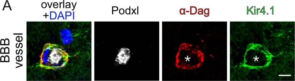 Endothelial  beta -catenin GOF does not affect astrocytic endfoot polarization of  alpha -dystroglycan ( alpha -Dag) and Kir4.1 within the subfornical organ (SFO).Striatal BBB-vessel showing a polarized distribution of  alpha -Dag and Kir4.1 in AC endfeet. Lumen is stained by Podxl (asterisk) (A). Coronal overview of the subfornical organ (SFO) (B); rectangular inset demarcates area for higher magnification in (C). Dashed lines outline SFO vessels. Scale bar show 2 µm (A), 50 µm (B), 10 µm (C). Image collected and cropped by CiteAb from the following publication (//pubmed.ncbi.nlm.nih.gov/30932814), licensed under a CC-BY license. Not internally tested by R&D Systems.