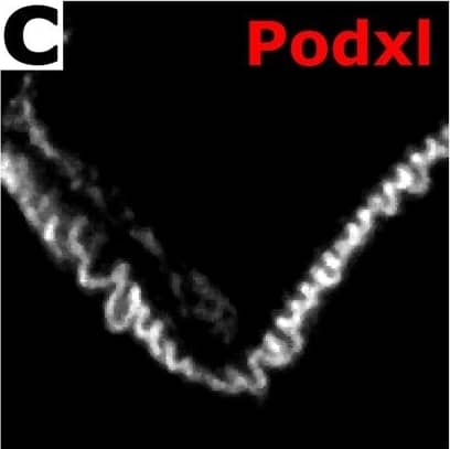 Confocal ExM images of mouse kidney labeled with antibodies or fluorescent proteins. (a–c) Single focal plane of glomerulus immunostained for podocin (a), agrin (b), podocalyxin (Podxl c), and merge (d) of (a–c). (e–g) Confocal maximum intensity projections of glomerulus immunostained for synaptopodin (Synpo, e), acetylated tubulin (acTub, f), podocin (g) highlighting secondary FPs, primary FPs, and slit diaphragms/FP boundaries, respectively. (h) Merge of (e–h). (i–k) Confocal maximum intensity projections of glomerulus immunostained for collagen IV (Coll IV, i), podocalyxin (Podxl, j), and  alpha  smooth muscle actin ( alpha SMA, k) and highlighting Bowman’s capsule and the mesangium, podocytes, and arterioles and the mesangium, respectively. (l) Merge of (i–k). (m–p) Single focal plane of glomerulus showing native fluorescence from confetti mouse expressing YFP (m) and RFP (o) in separate podocyte cell bodies and FPs as well as GFP (n) in various podocyte nuclei. (p) Merge of (m–o). (q) Zoomed-in view of region highlighted in (p). (r) Further zoomed-in view (top) and cross-sectional profile (bottom) of boxed region highlighted in (q). All distances and scale bars are in pre-expansion units. Scale bars, 2 µm (a–h,q), 25 µm (i–l), 5 µm (m–p). Image collected and cropped by CiteAb from the following publication (//pubmed.ncbi.nlm.nih.gov/29991751), licensed under a CC-BY license. Not internally tested by R&D Systems.