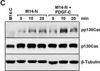PDGF-C binds to NRP-1 in vitro and stimulates signal transduction in M14-N cells(A) PDGF-C binding to NRP-1 was assayed in Maxisorp Nunc immunoplates coated with the growth factor and incubated with a solution containing 1 μg/ml NRP-1/hFc chimera. Bound NRP-1/hFc chimeric polypeptide was quantified using an alkaline phosphatase-conjugated anti-human Fc antibody. PDGFR alpha /hFc and VEGFR-2/hFc chimeras were used as positive and negative controls, respectively. Each value represents the mean of three independent determinations (± SD). ANOVA followed by Bonferroni’s post-hoc test: p<0.05 (*). (B) The effect of pre-incubation of selected PDGF-C-coated wells with graded concentrations of goat anti-PDGF-C or IgG control antibodies on PDGF-C binding to NRP-1 was evaluated using the binding assay described in panel A. Student’s t-test: p<0.05 (*), p<0.01 (**). (C) M14-N cells were untreated or treated with 50 ng/ml PDGF-C for the indicated times and p130Cas phosphorylation levels were evaluated by Western blot. Total p130Cas was detected to determine the relative amount of phosphorylated protein and  beta -tubulin expression was tested as loading control. Protein extracts from M14-C cells, at time 5 min, were included in the analysis as negative control. A representative experiment out of three is shown. (D) Densitometric quantification of the levels of phospho-p130Cas relative to the total amount of p130Cas, after normalization by  beta -tubulin content in the samples. Histogram represents the mean values (± SD) of three independent determinations. Student’s t-test analysis: p<0.01 (**). NS, non-stimulated cells. Image collected and cropped by CiteAb from the following open publication (//pubmed.ncbi.nlm.nih.gov/28977999), licensed under a CC-BY license. Not internally tested by R&D Systems.